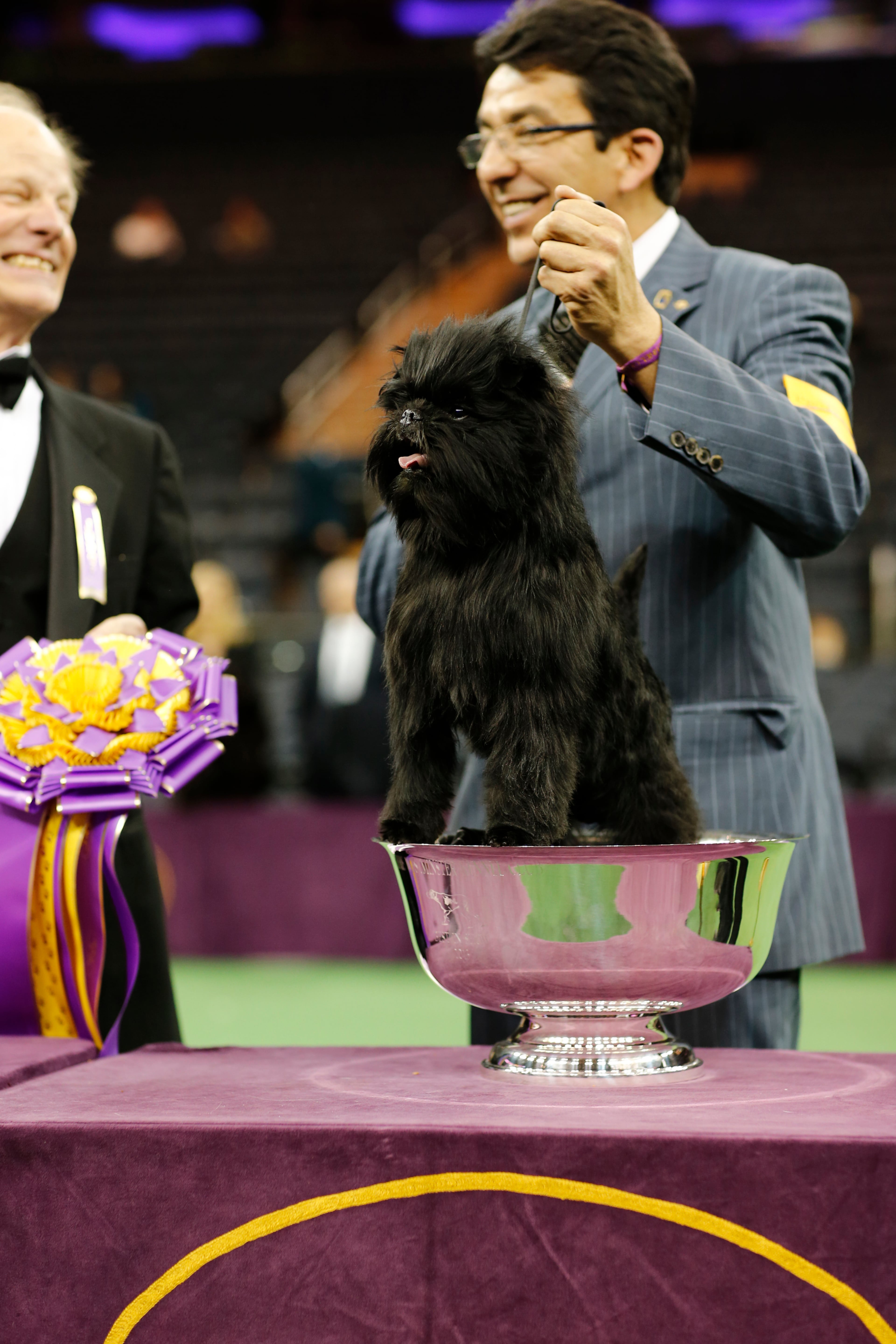THE WESTMINSTER KENNEL CLUB DOG SHOW -- "The 137th Annual Westminster Kennel Club Dog Show" at Madison Square Garden in New York City on Monday, February 11, 2013 -- Pictured: Best in Show Affenpinscher -- (Photo by: Neilson Barnard/USA Network/NBCU Photo Bank via Getty Images)