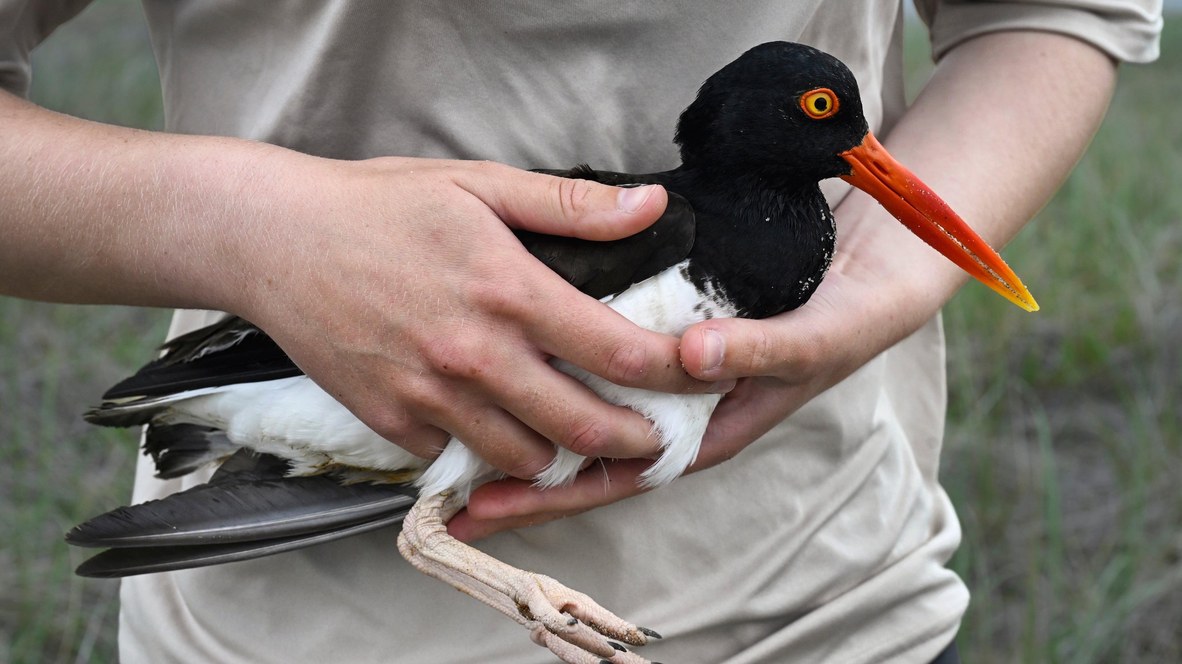 United States Fish and Wildlife Service Shorebird Monitor Allison Ruhl carries an adult oystercatcher at Trustom Pond National Wildlife Refuge in South Kingstown, R.I., June 19, 2026. (AP Photo/Jessica Hill)