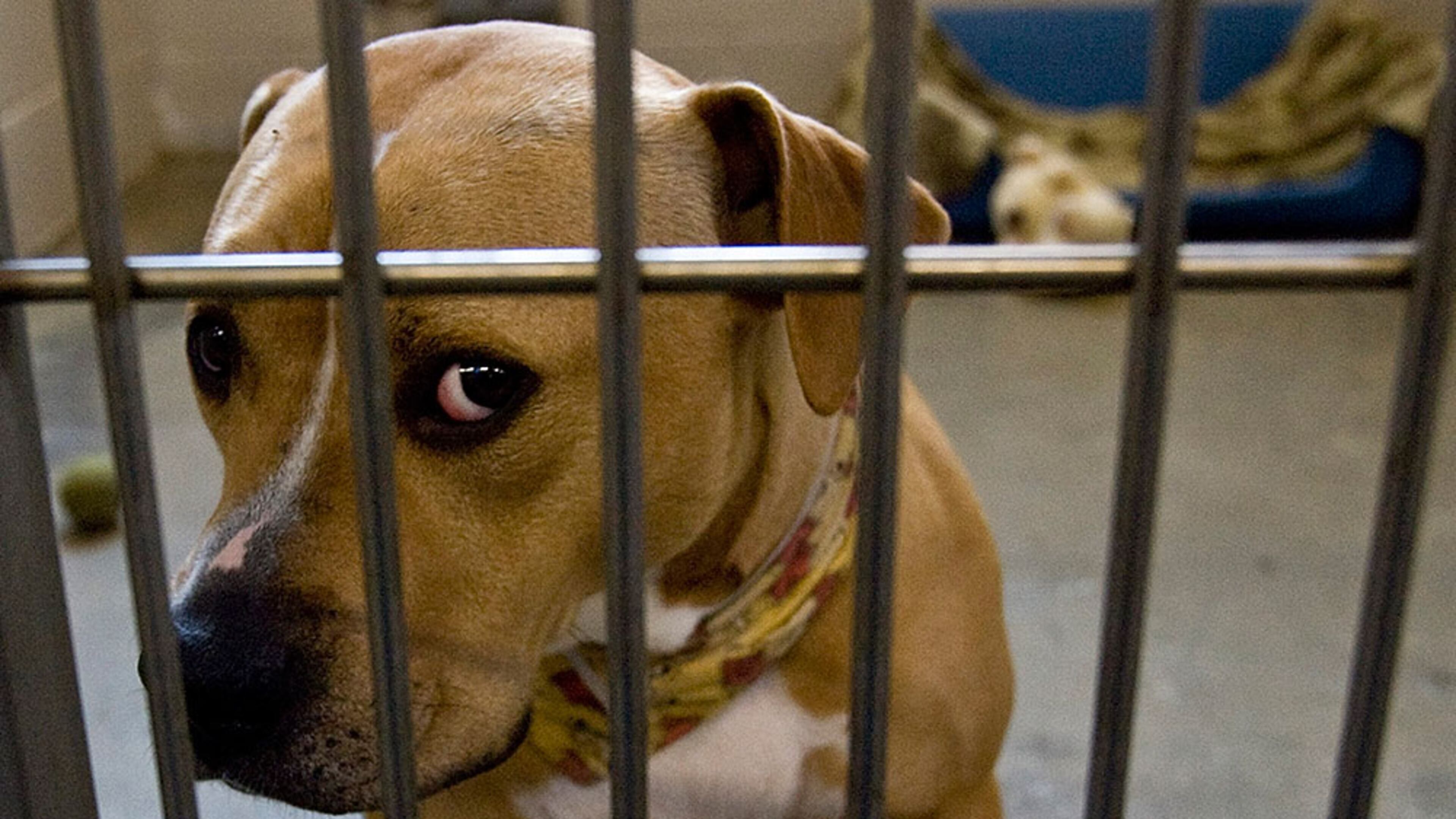 File photo of an American Staffordshire terrier