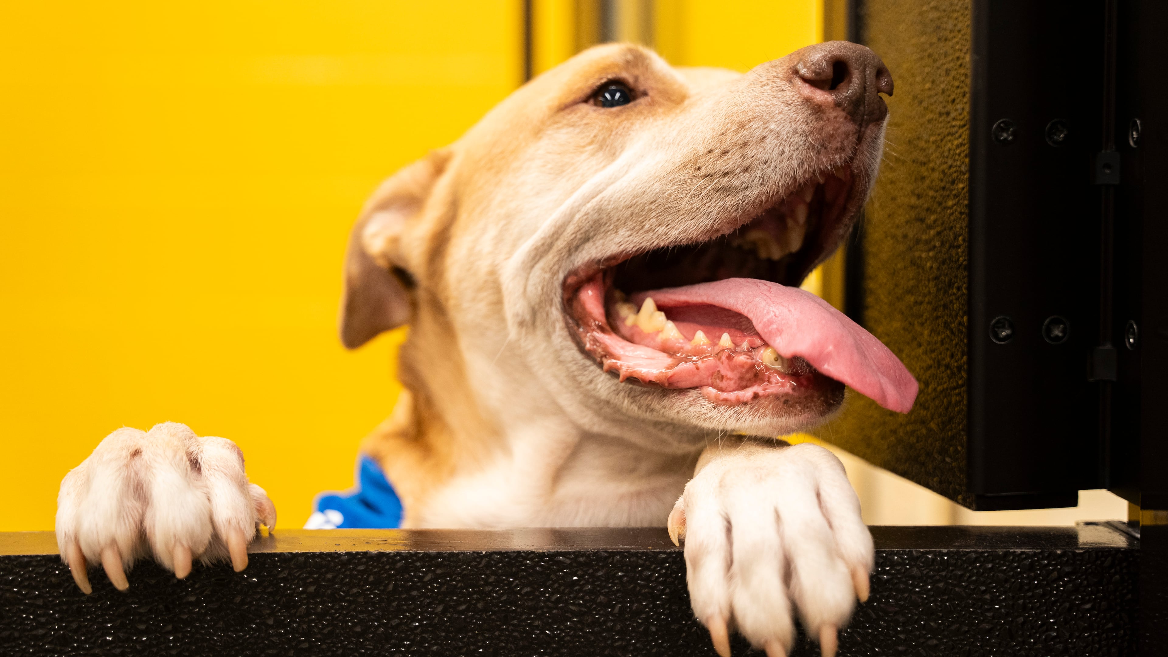 One of the dogs available for adoption peers out of a visitation window at the grand opening of the Fulton County Animal Shelter on Saturday, Dec. 2, 2023. (Olivia Bowdoin for the Atlanta Journal-Constitution).
