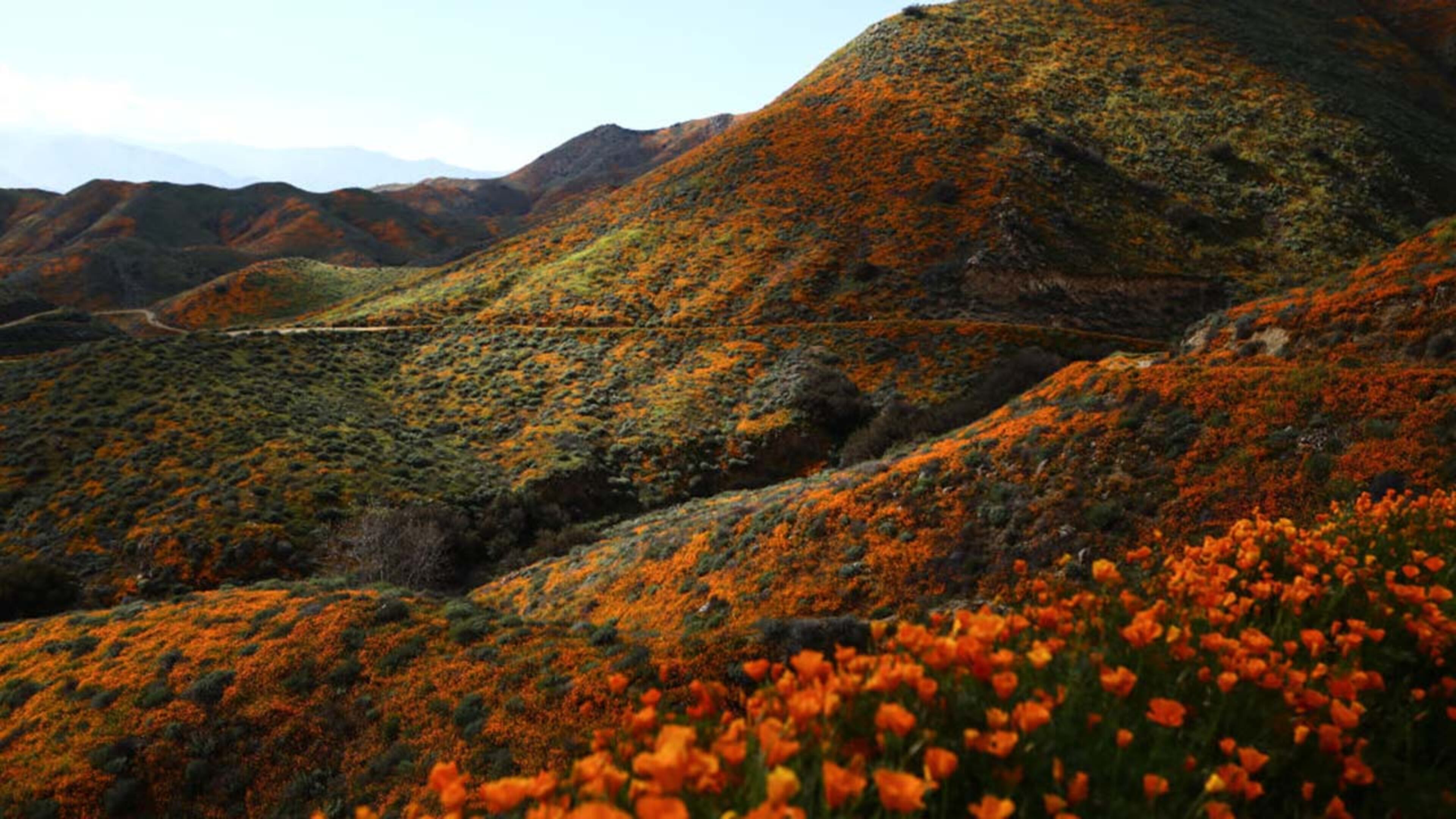 A super bloom of wild poppies blankets the hills of Walker Canyon on March 12, 2019 near Lake Elsinore, California. Heavier than normal winter rains in California have caused a super bloom of wildflowers around the state.