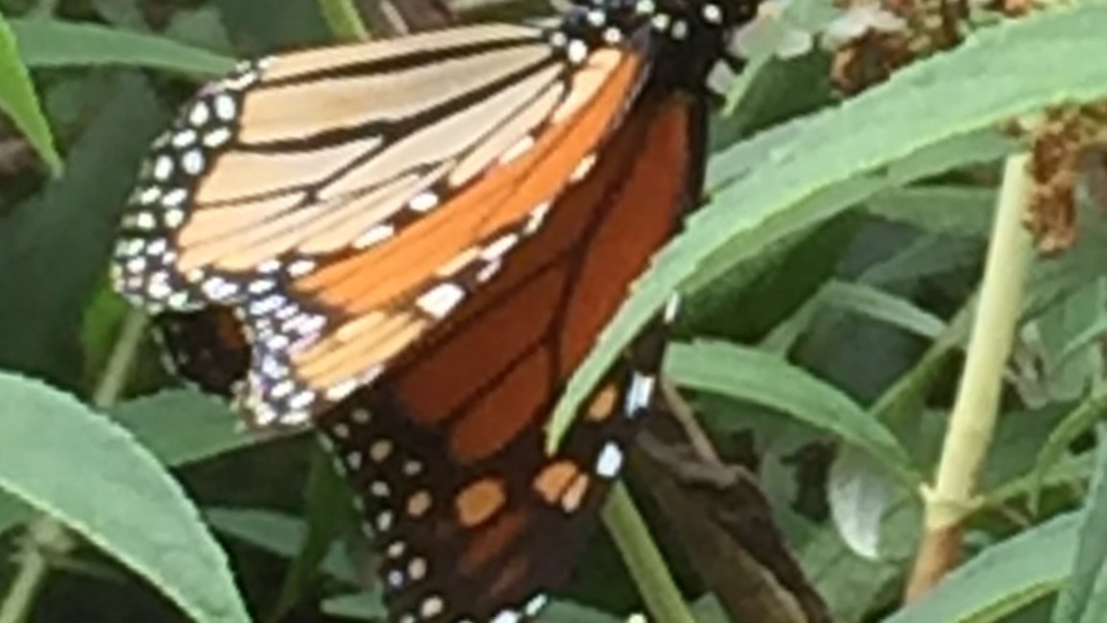 “When this butterfly bush shows off in August each year, the monarchs always come,” wrote Linda and Jerry Jones of Cumming. “We celebrate the journey the monarchs make to visit us in Cumming.”