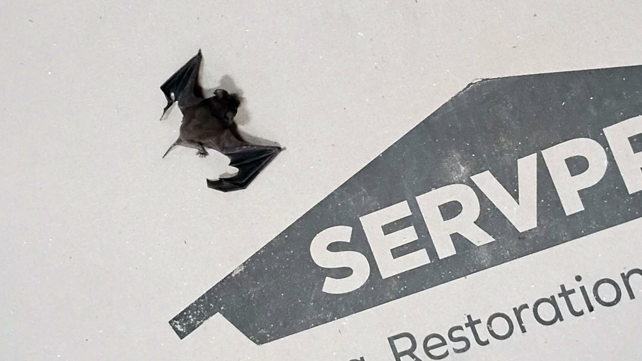 Bat colony closes school. What if bats get in your house?