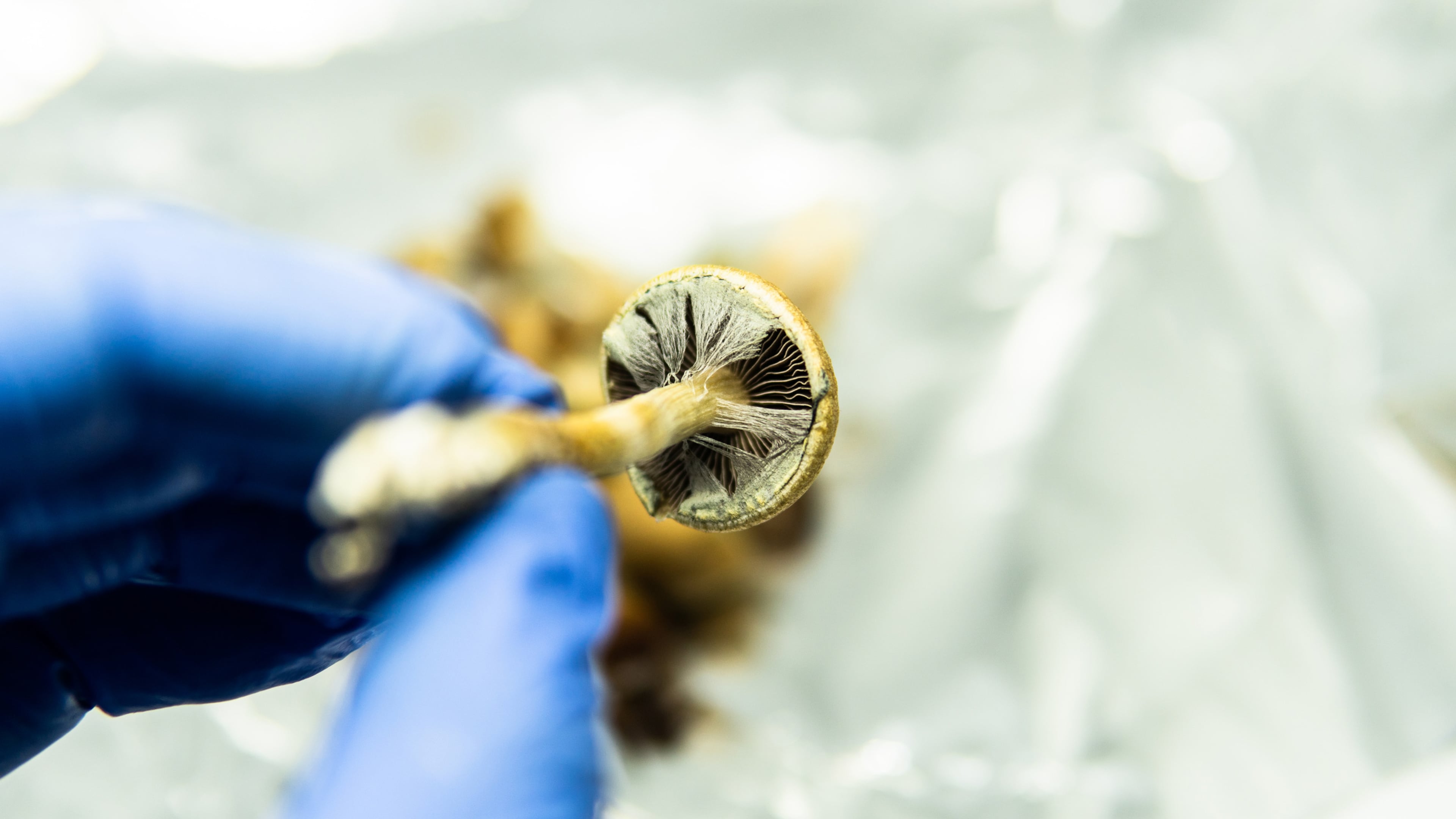 Psilocybin mushrooms. (Kyrylo Vasilev/Dreamstime/TNS)