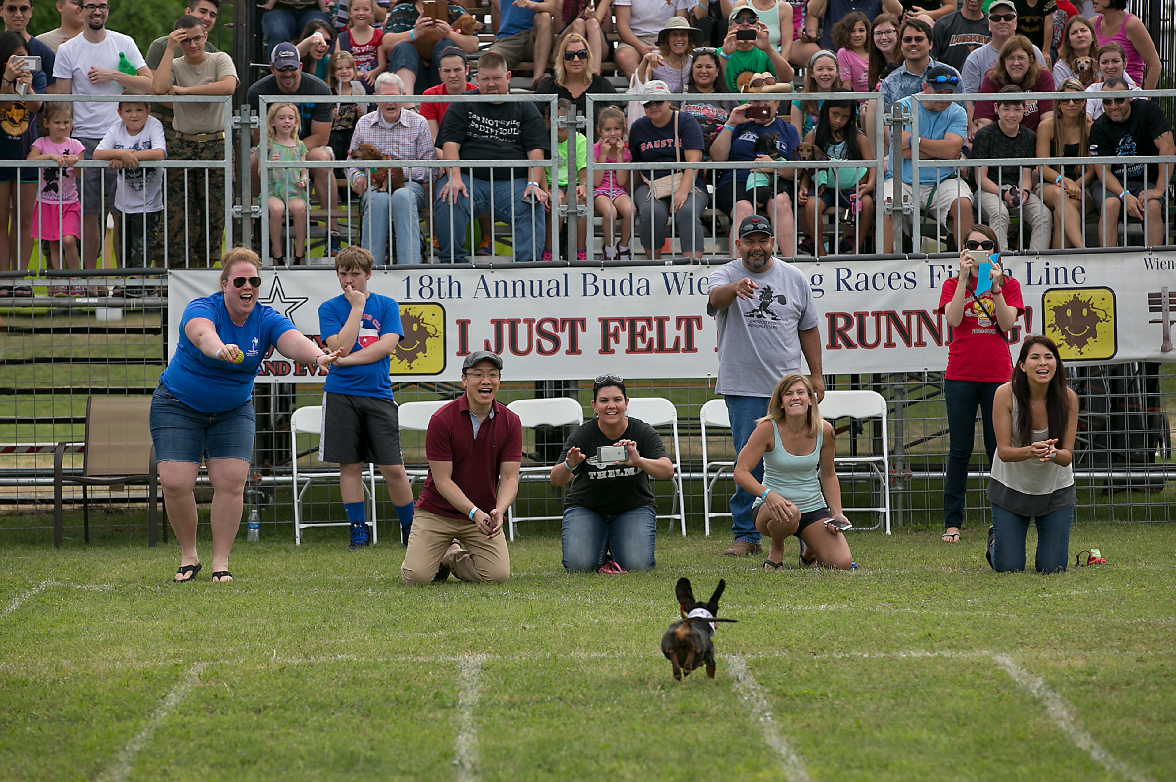 Ashley Nolan, left, cheers on her dog Hank Williams as he finishes first in his heat to advance to the quarterfinals. The 18th Annual Buda County Fair and Weiner Dog Races was held at city park in Buda Sunday April 26, 2015 sponsored by the Lions Club. RALPH BARRERA/ AMERICAN-STATESMAN