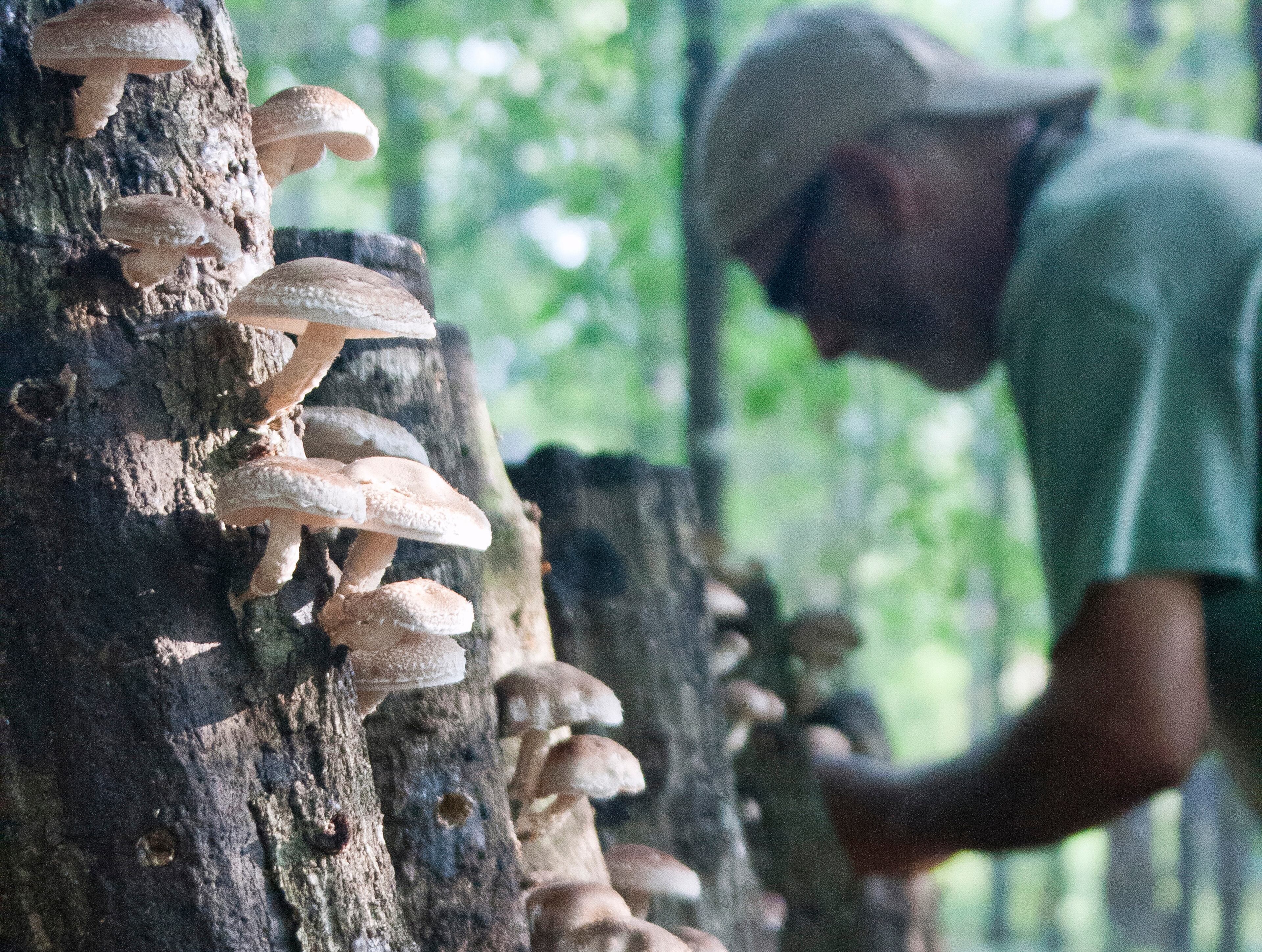 Guests are welcome to explore the shiitake mushroom tunnel at Coldwater Gardens before purchasing some to take home.
Courtesy of Nick Phoenix.