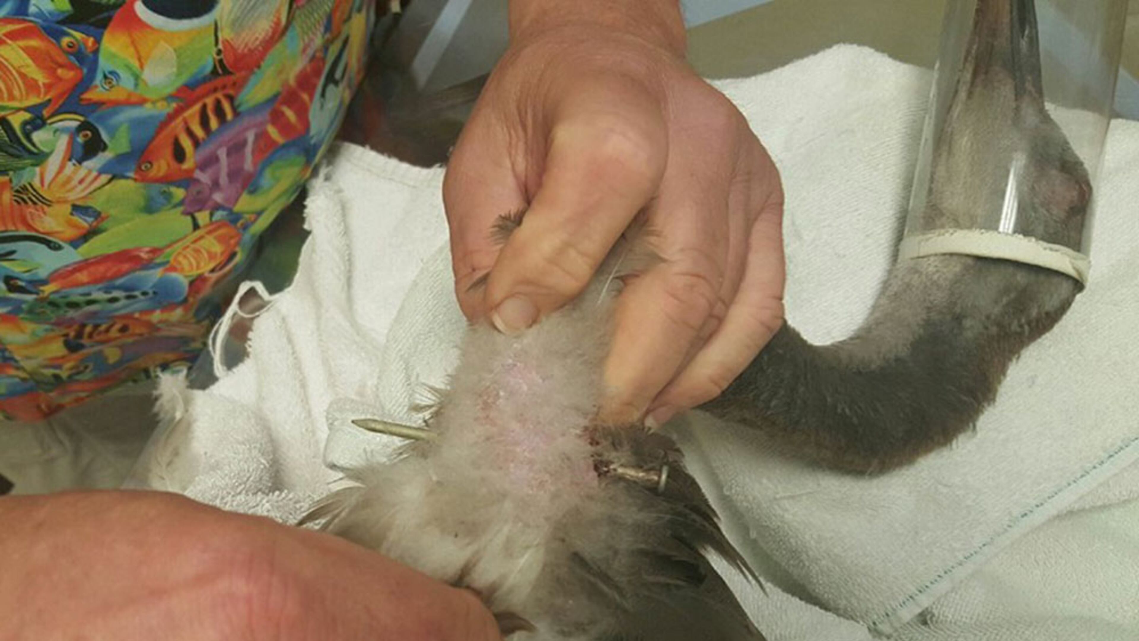 Photo of injured sand hill crane in Bradenton