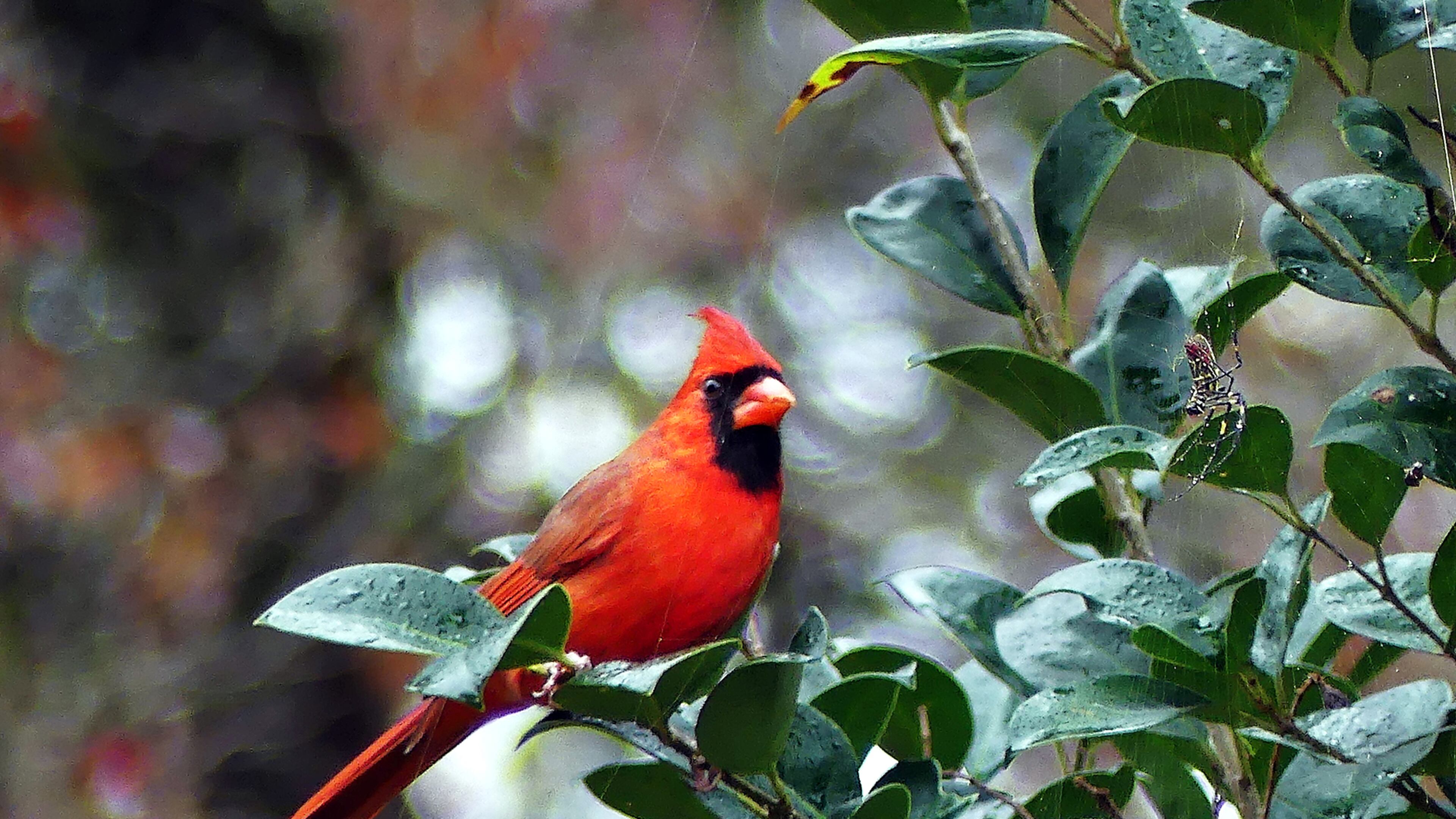 A male cardinal stares at an exotic, female Joro spider (right) in a yard in Decatur. The bird was observed stealing small insects and other morsels trapped in the spider's web.
(Courtesy of Charles Seabrook)