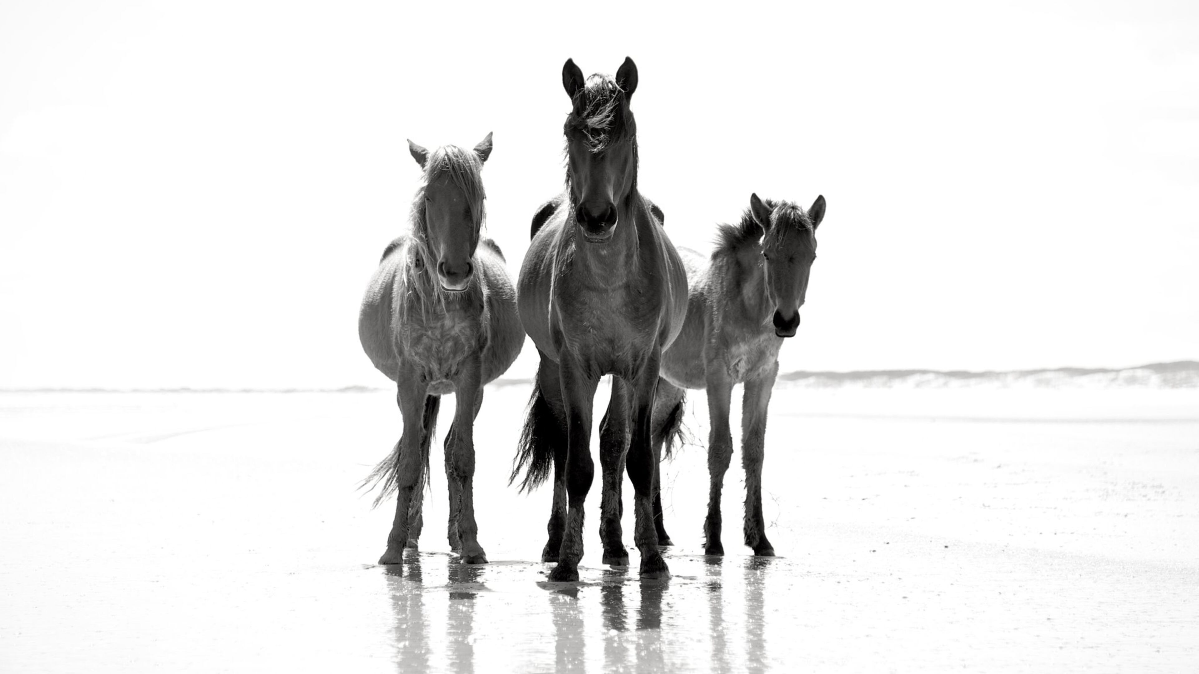 One of the first images photographer Anouk Krantz captured for her new book “Wild Horses of Cumberland Island.” CONTRIBUTED BY ANOUK KRANTZ