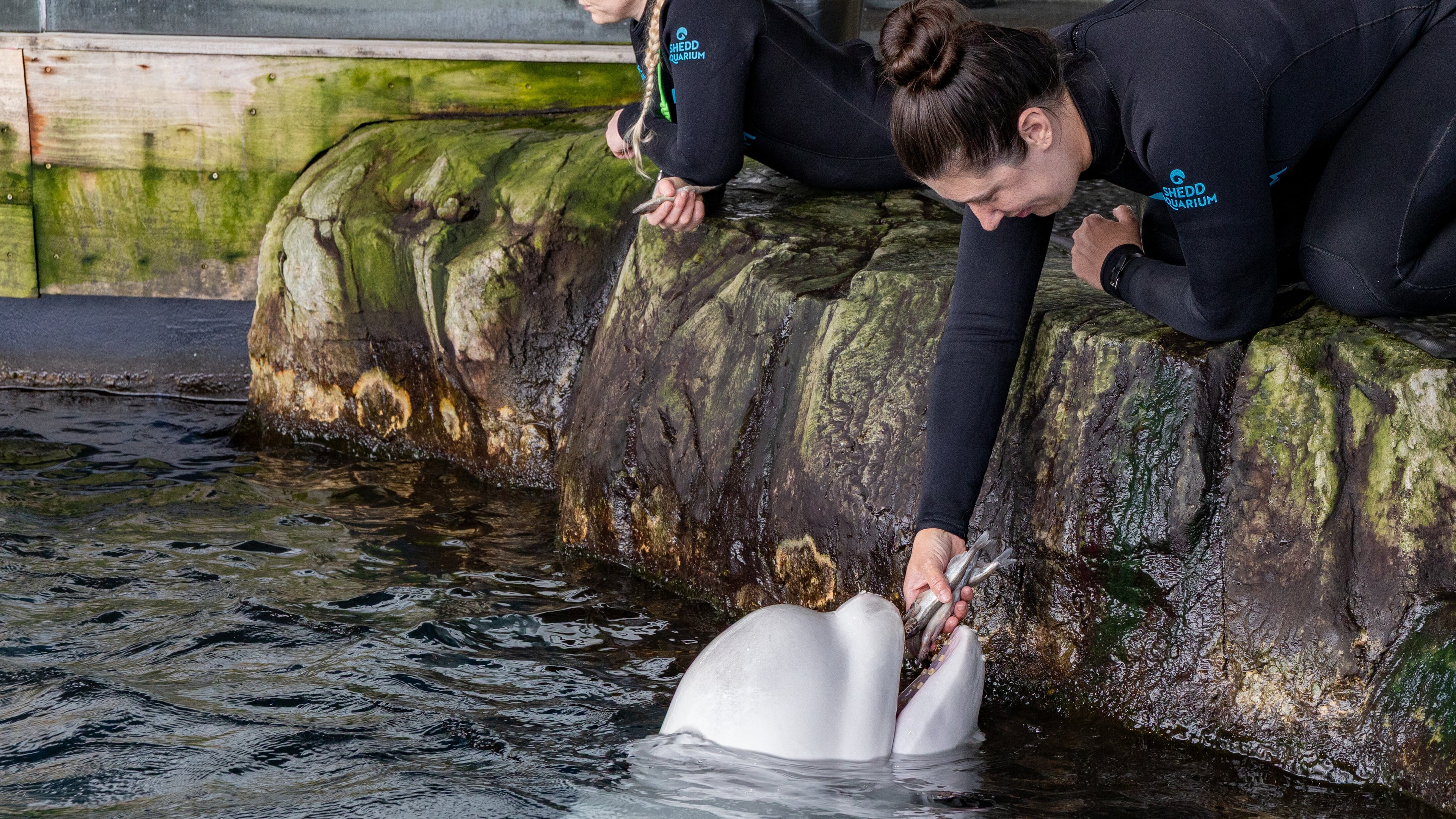 This photo provided by the Shedd Aquarium shows beluga whale Peekachu at the aquarium in Chicago, Monday, Aug. 17, 2026. (Shedd Aquarium via AP)