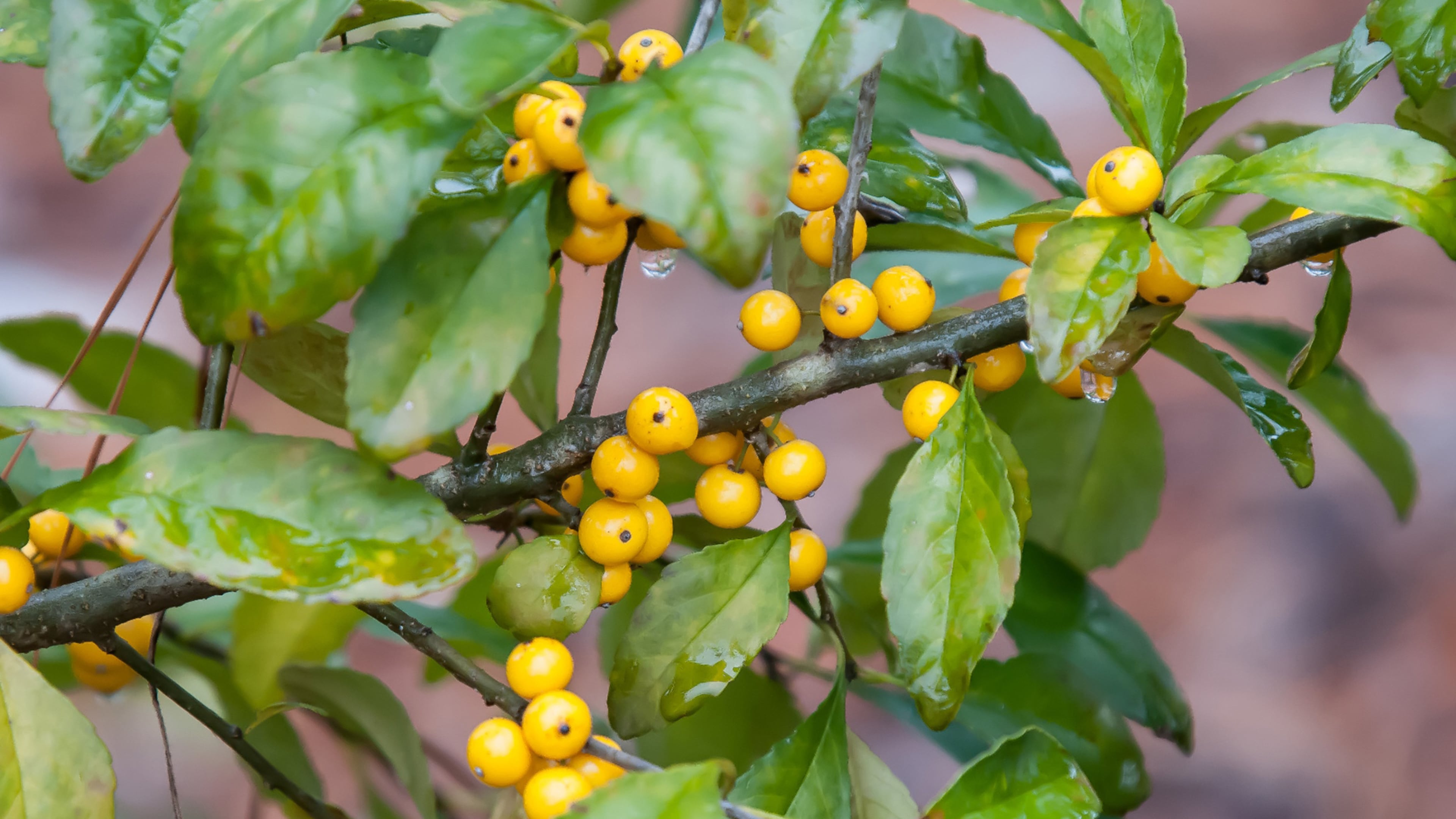 Though the leaves haven’t fallen this Finch’s Gold possumhaw holly is already showing out with golden berries.(Norman Winter/TNS)