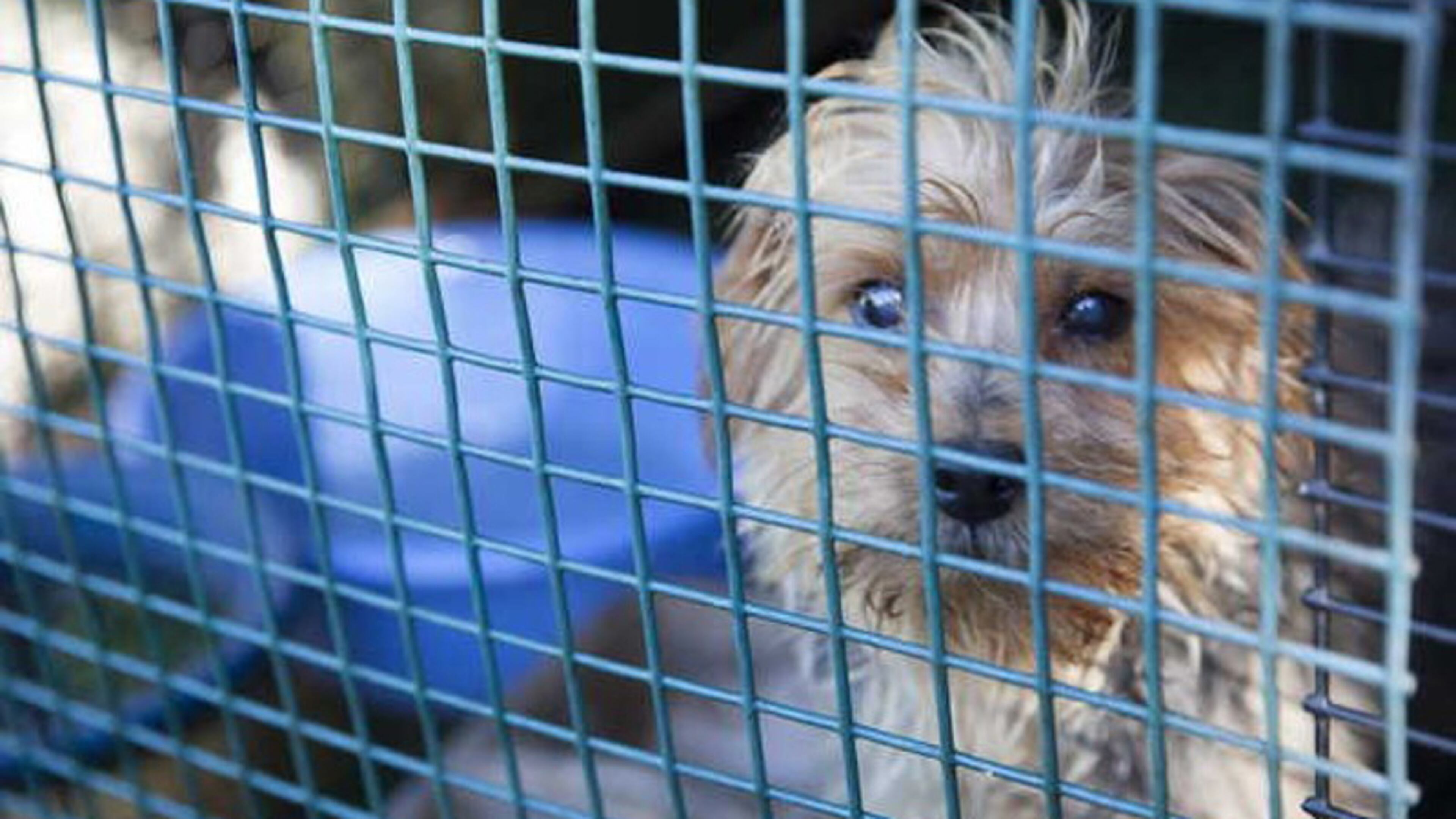 Cherokee County has scheduled a public hearing for Aug. 6 on a proposed ordinance that would prohibit pet shop sales of dogs and cats. AJC FILE