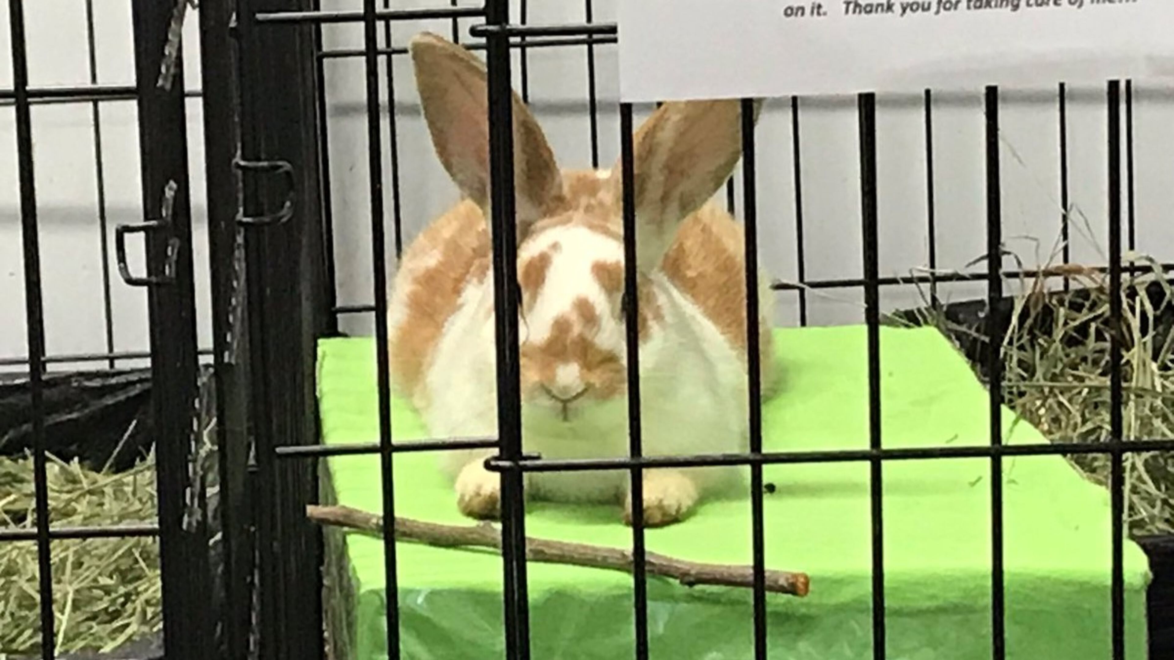 Over the past two weeks, about 50 abandoned rabbits were found in a single Duluth neighborhood.
