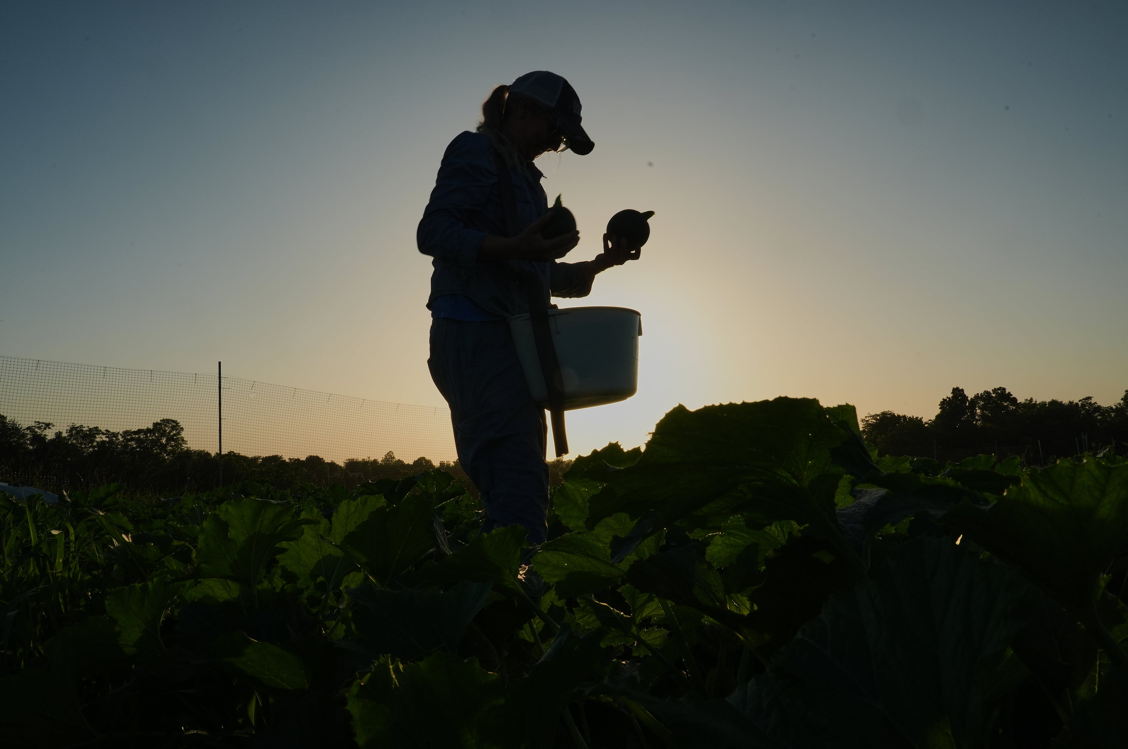 Climate Heat Specialty Crop Farms