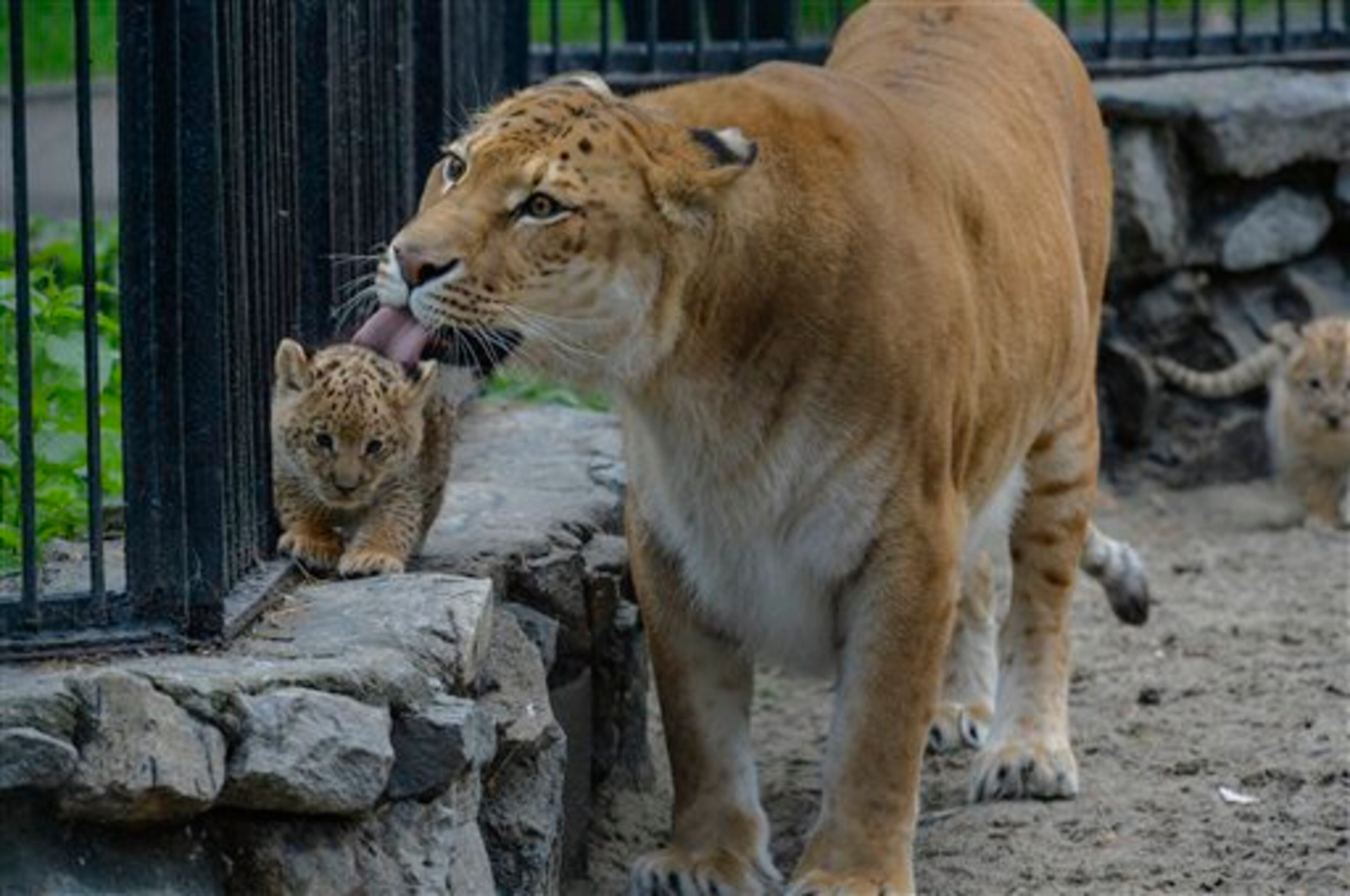 In this Tuesday, June 18, 2013 photo Zita, a liger, half-lioness, half-tiger, licks her one month old liliger cub in the Novosibirsk Zoo. The cub's father is a lion, Sam. (AP Photo /Ilnar Salakhiev)