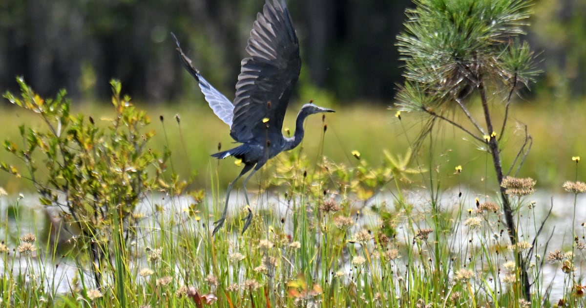 Follow the science, Georgia. Permanently protect Okefenokee Swamp from mining.