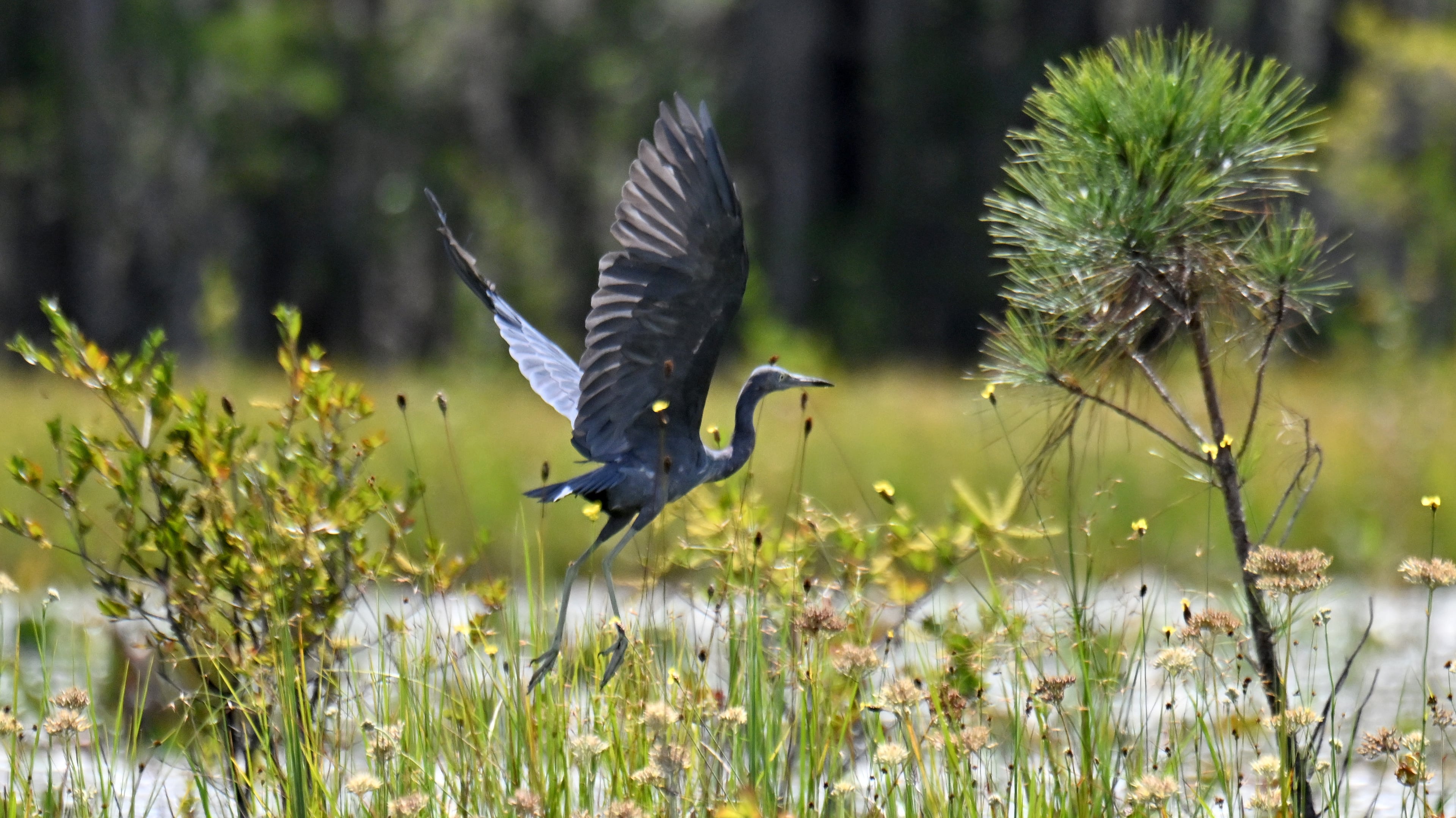 A little blue heron takes flight over the Okefenokee Swamp in Folkston on Tuesday, Aug. 12, 2025. Earlier that summer, land next to the Okefenokee Swamp that was slated for a titanium mine was purchased by The Conservation Fund, spelling an end to a project some had feared could irreparably damage the fragile ecosystem. But while that proposal is off the table, the specter of mining near the refuge remains. (Hyosub Shin/AJC)