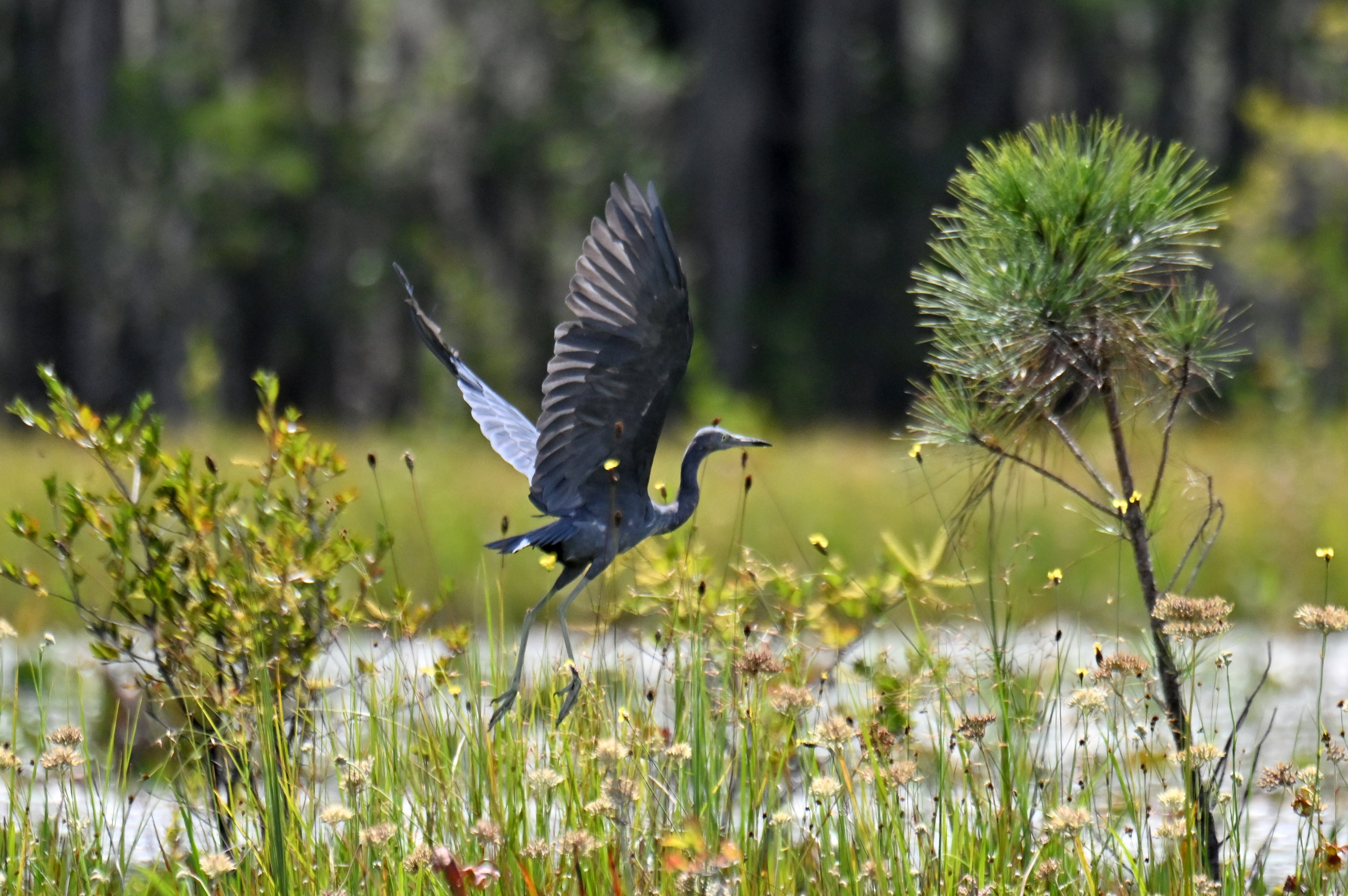 Okefenokee mining threat remains