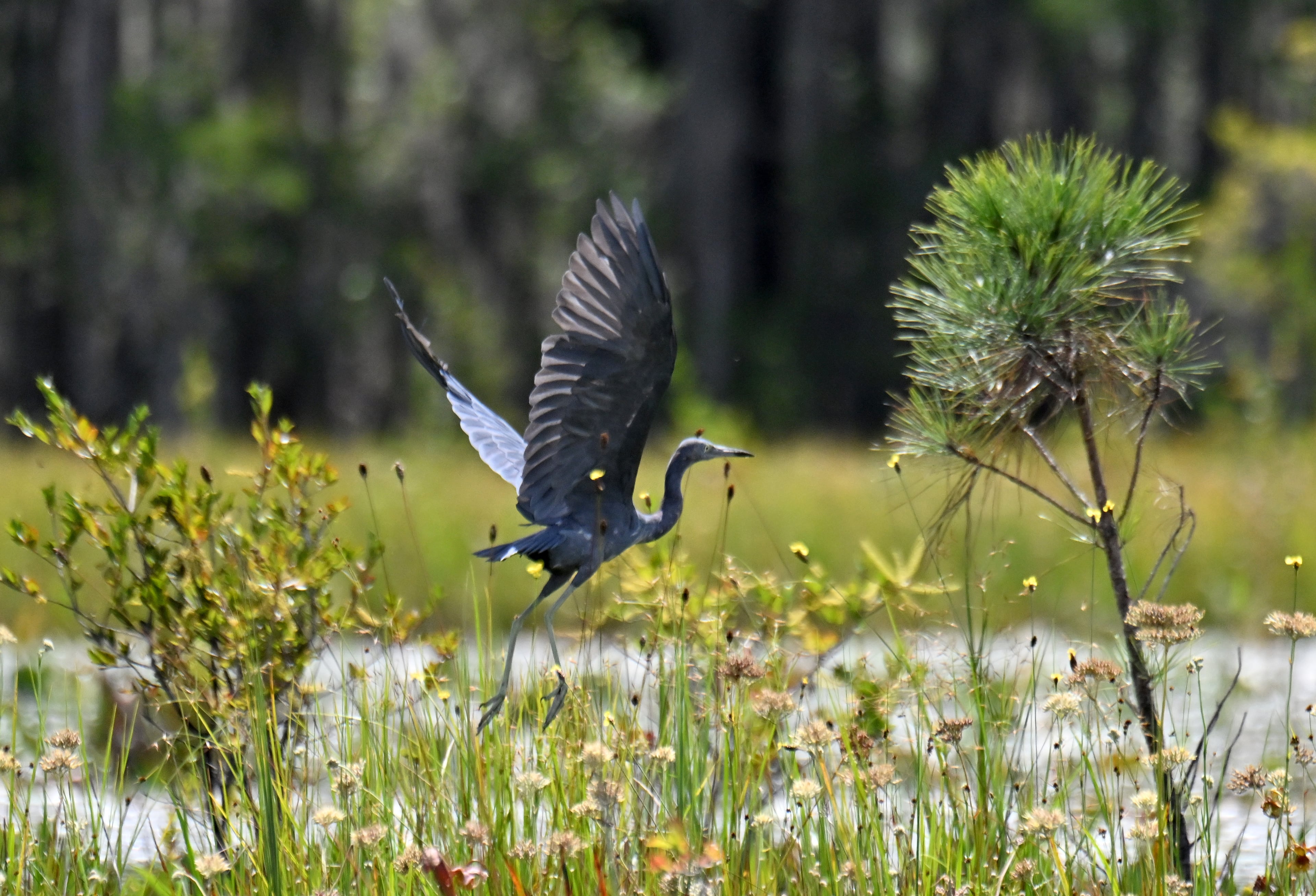 A little blue heron takes off in the Okefenokee Swamp on Tuesday, August 12, 2025. (Hyosub Shin / AJC)