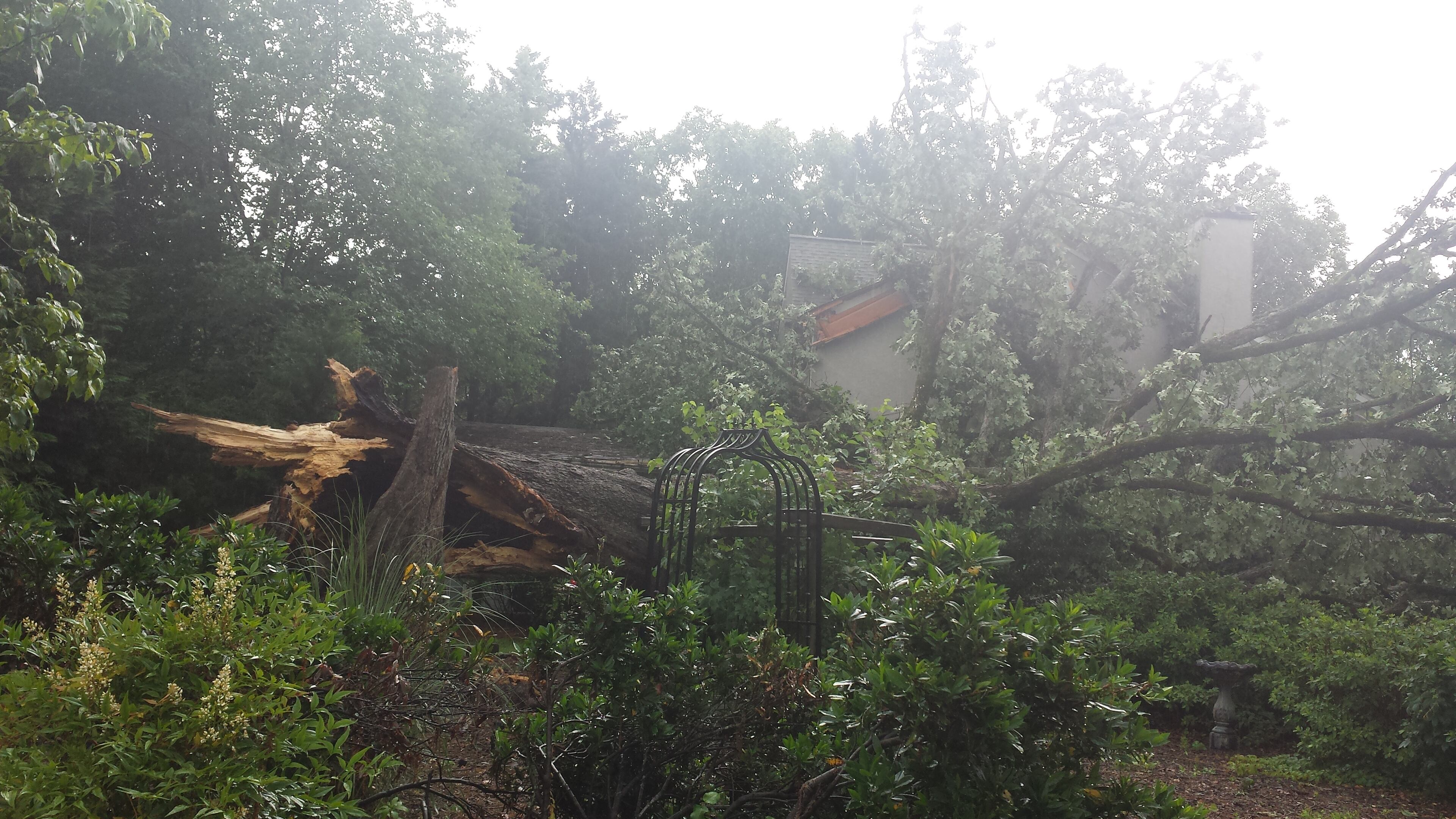 A huge oak tree fell in someone's yard in east Cobb County at 25 Ancient Oak Court. (Credit: Channel 2 Action News)