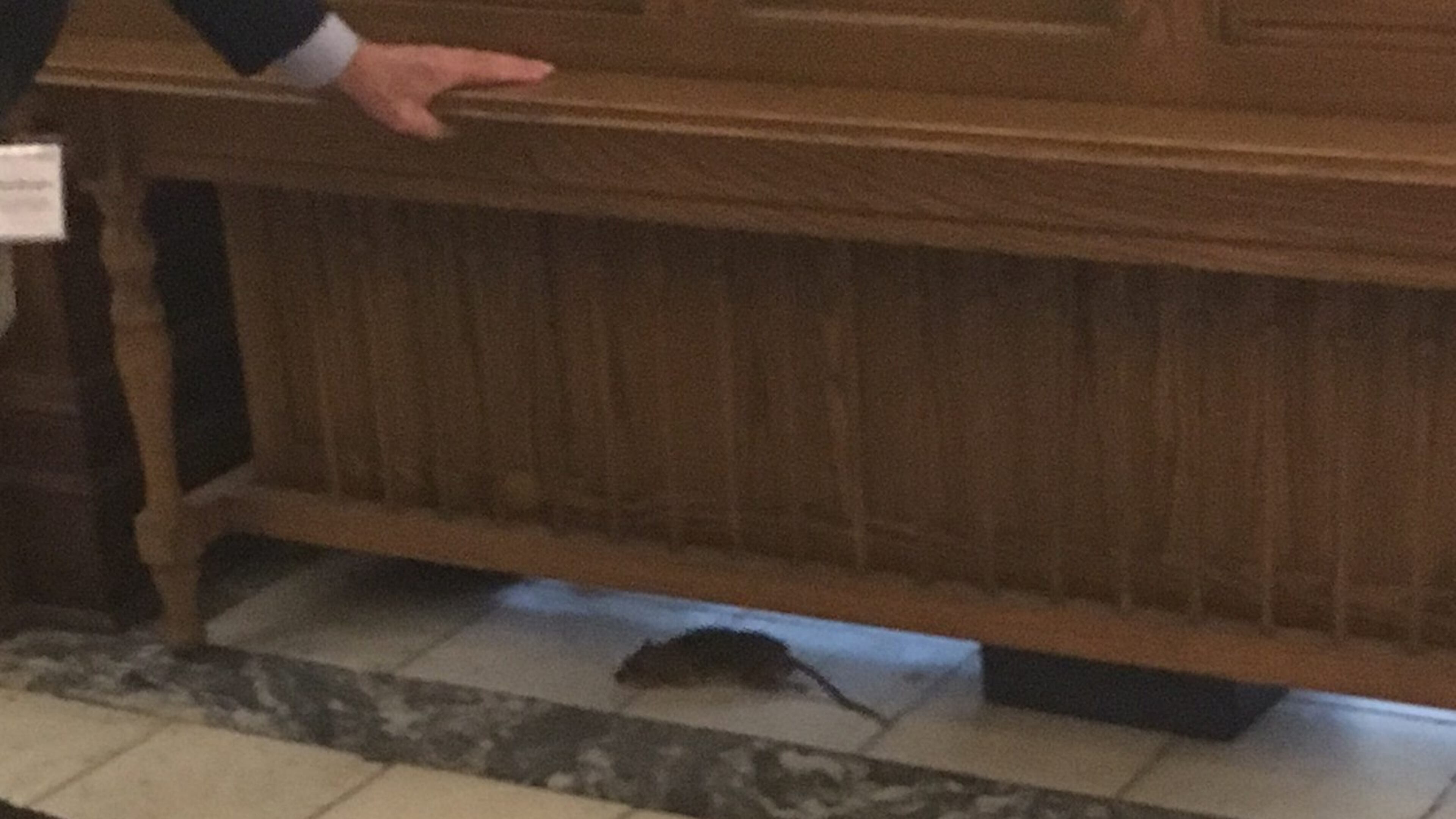 A rat was spotted near the Georgia Senate chamber, pictured here shortly before its demise. AJC/Greg Bluestein