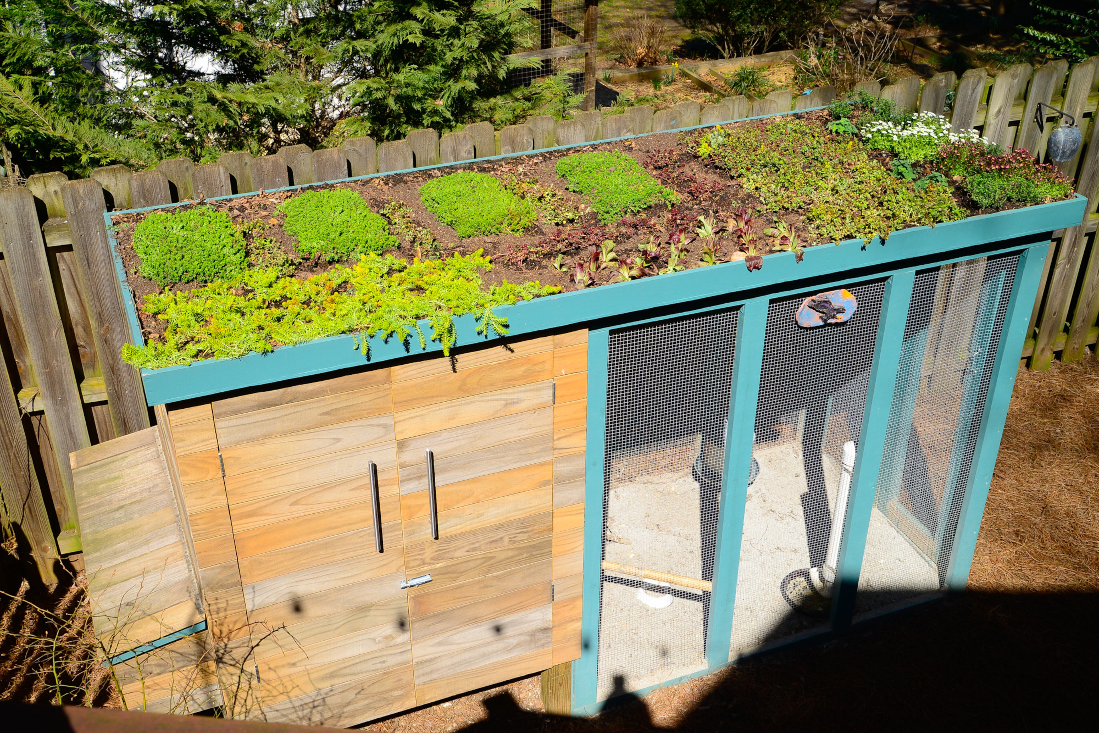Eileen Ansley researched green roofs on outbuildings like sheds to construct the roof on their chicken coop. She throws seeds on the roof to grow alfalfa sprouts and other food for the chickens to eat.