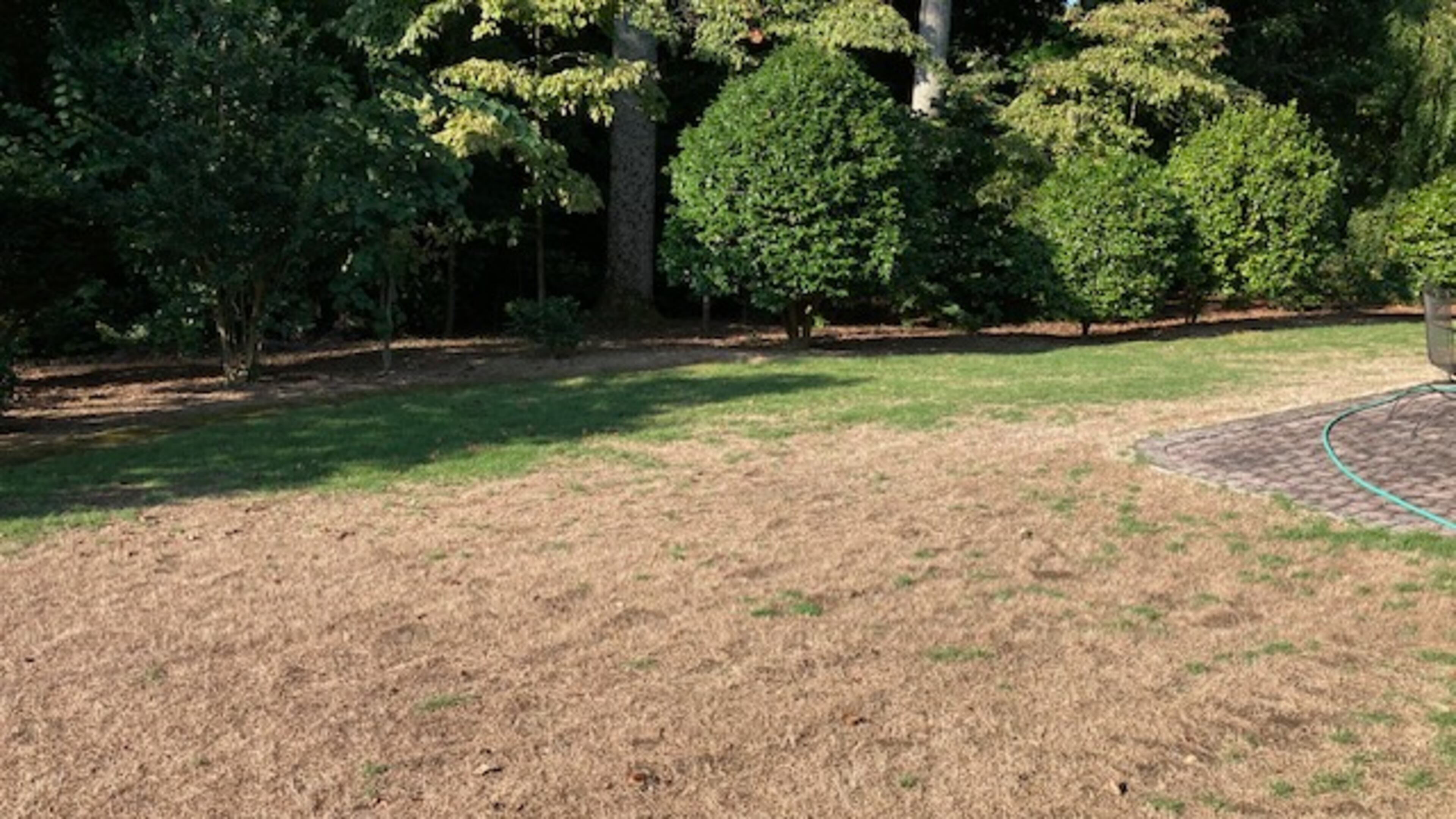 A large dead area like this in a zoysia lawn was probably caused by overfertilization in early spring. (Courtesy photo)