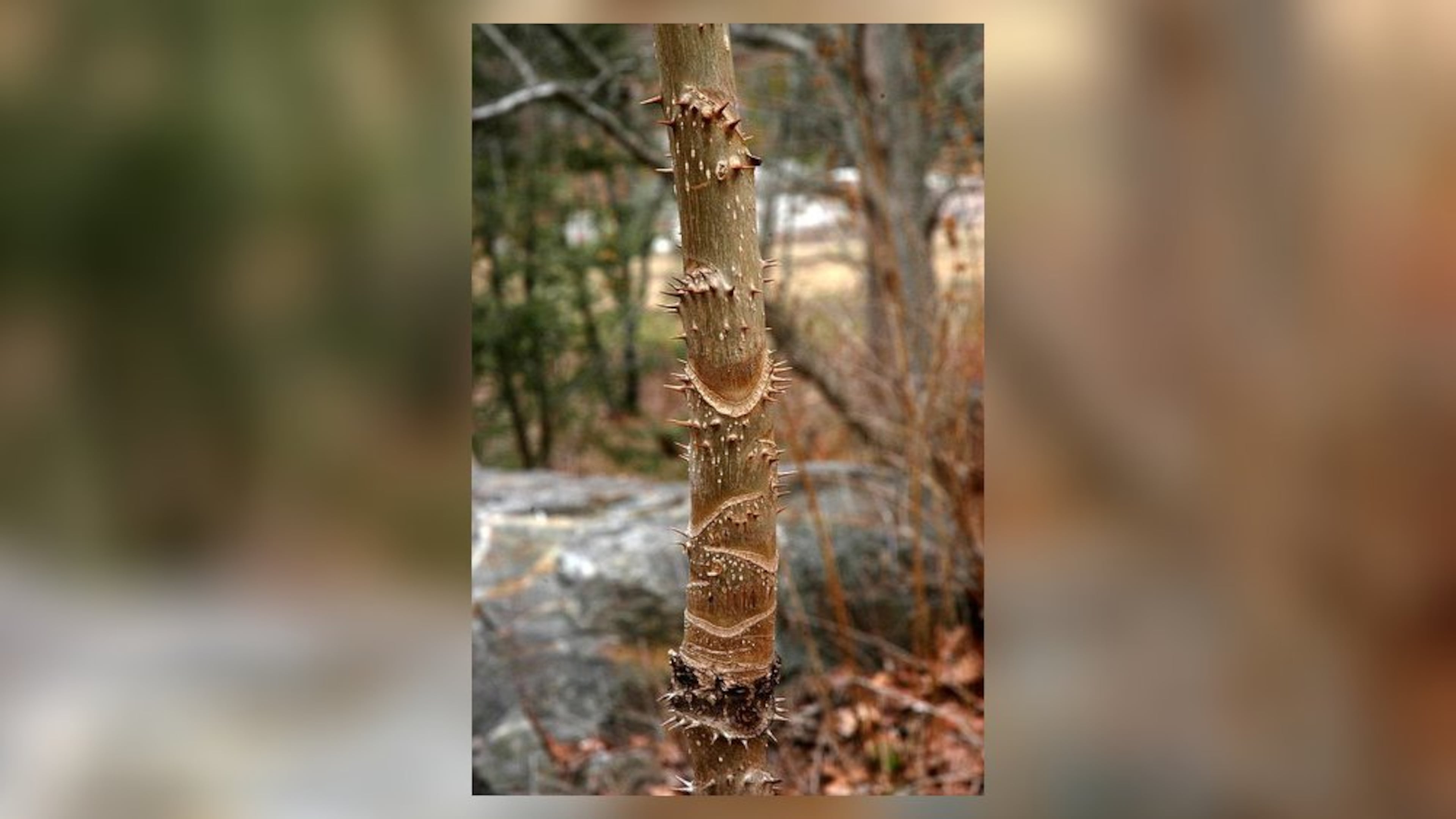 The Devil’s walking stick (Aralia spinosa) is a small, native Georgia tree known for the viciously sharp spines on its trunk. Shown here is the trunk with the spines, leaf scars and bark. Contributed by Creative Commons/Wikipedia