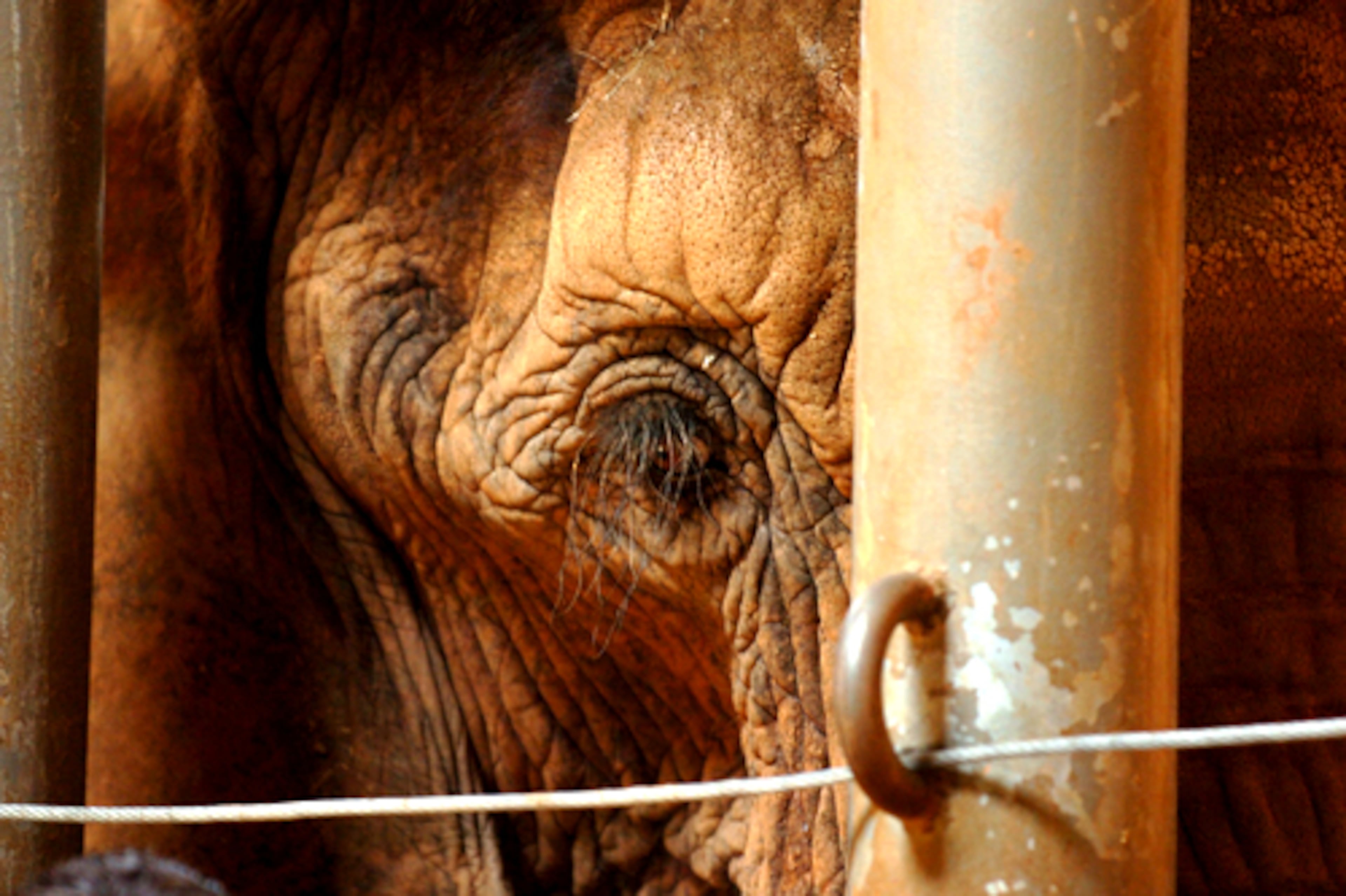 Dottie was to have given birth after a 24-month pregnancy to the zoo's first baby elephant.