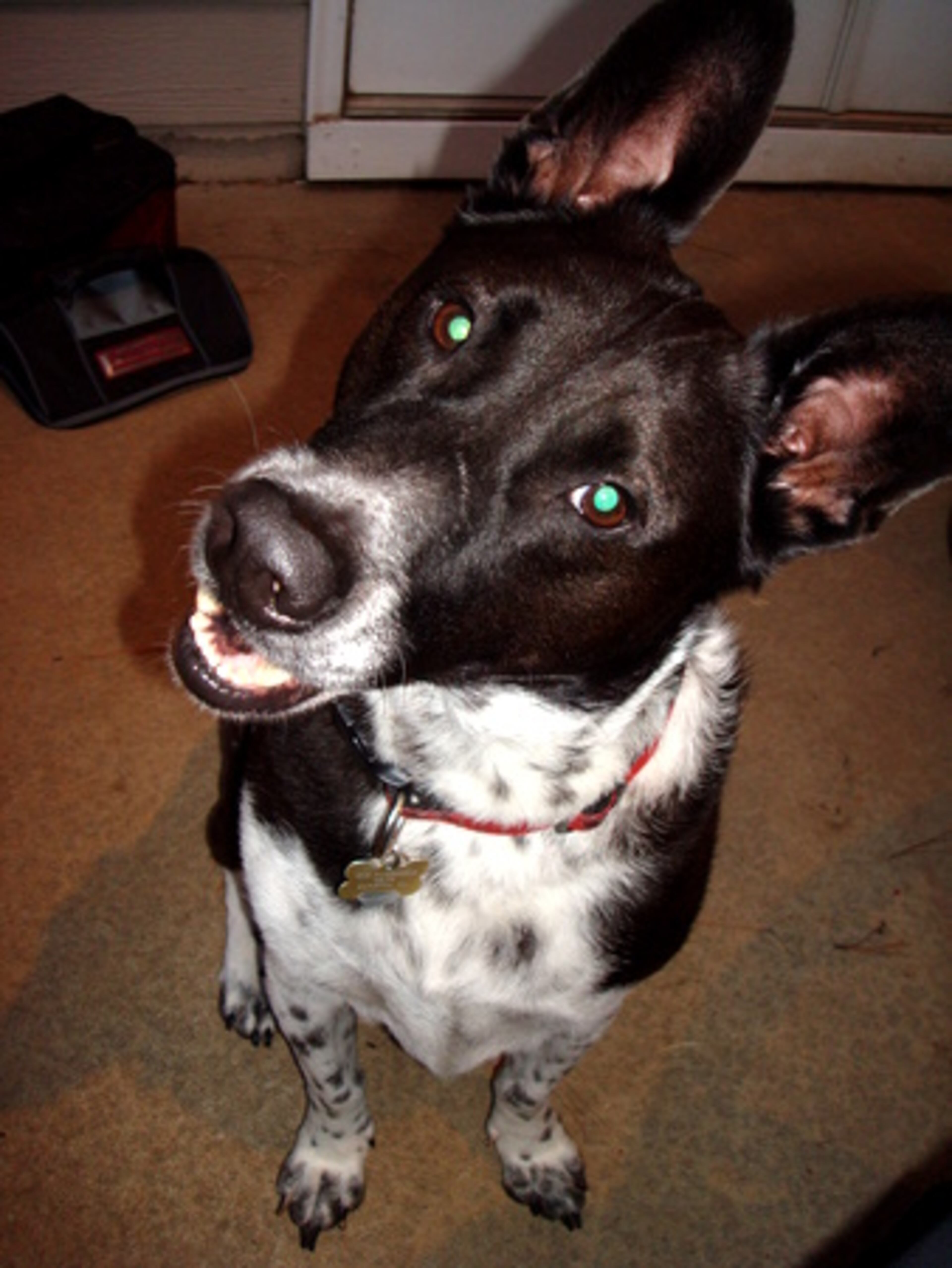 Name: Rocky Nickname: Rocky Road Breed: A true mutt Age: 4-1/2 years old Favorite Toy: Anything he can eat