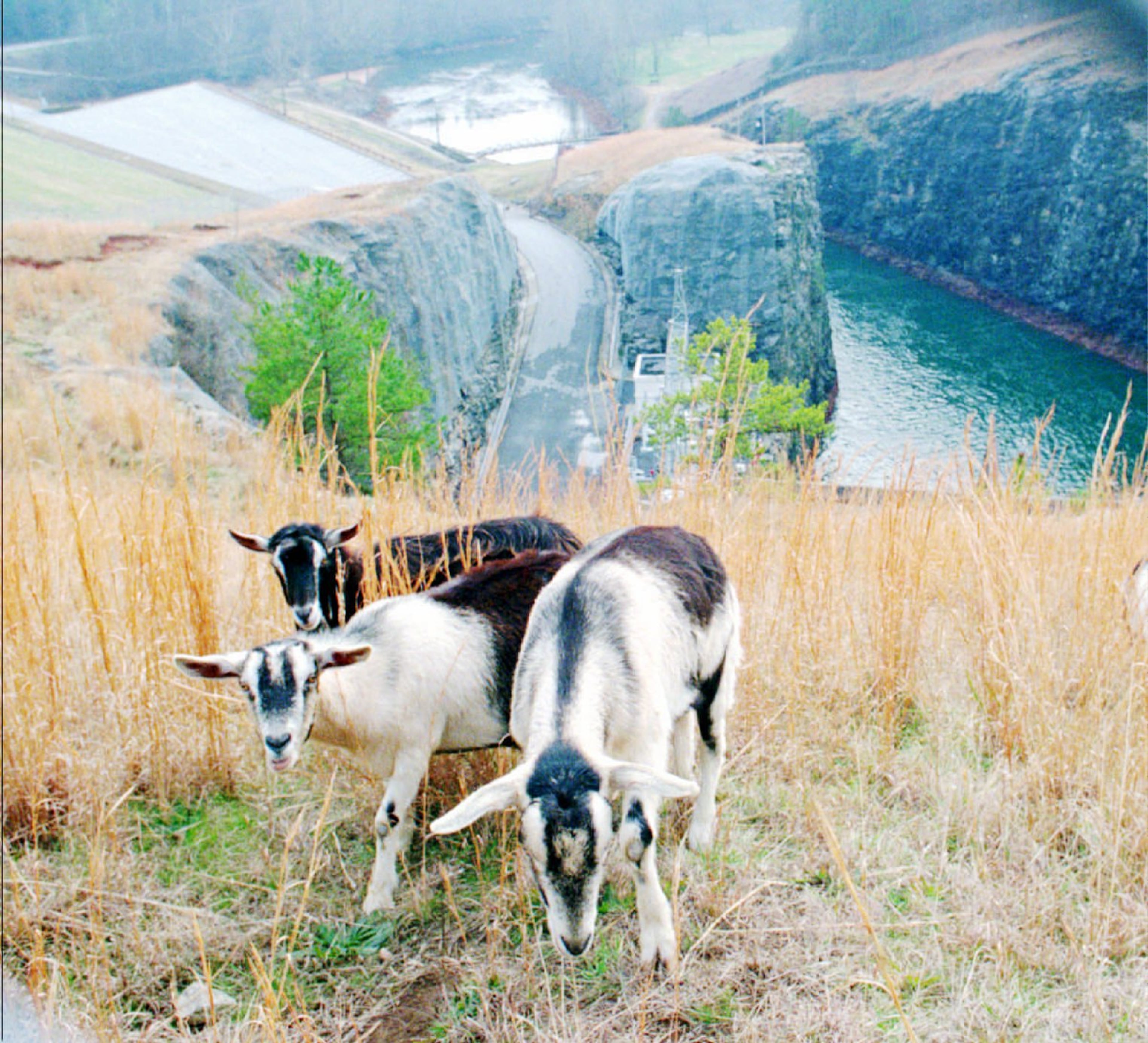 Goats graze on the hillside above the power house at Buford Dam. They were brought in by the Army Corps of Engineers to eat the grass which is too dangerous for people to cut.