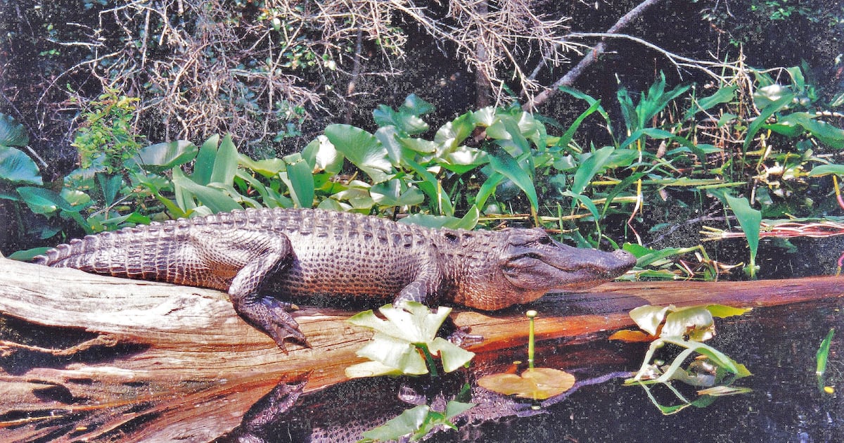 Georgia's recent drought, wildfires could impact wildlife for years