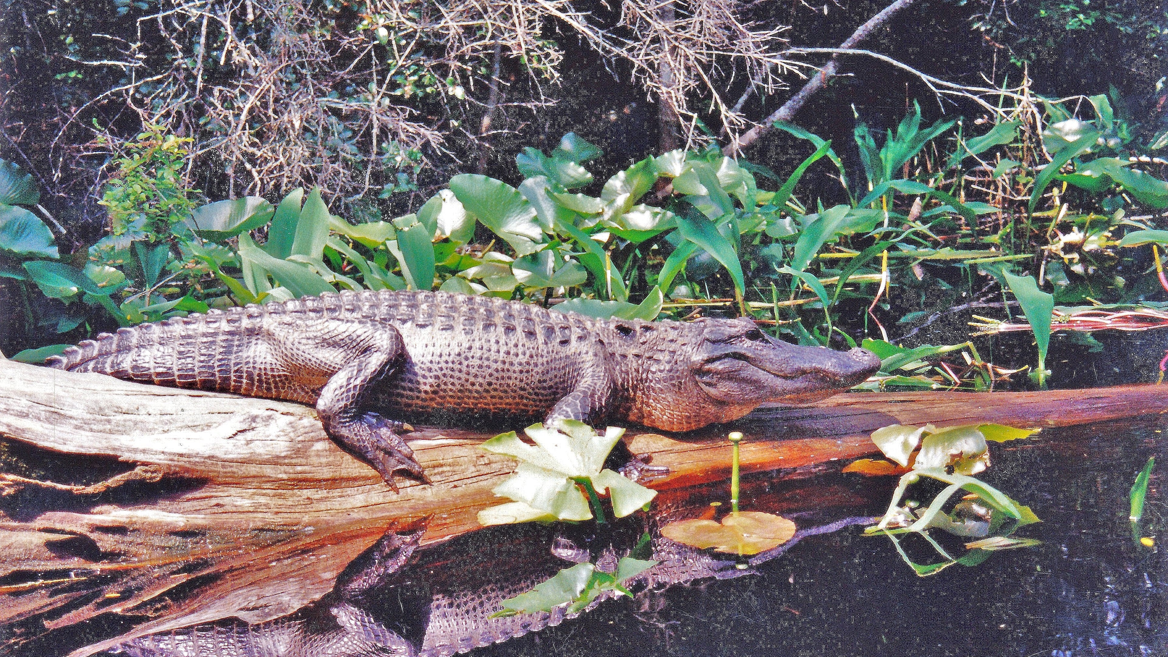 During severe drought, alligators, like this one in the Okefenokee Swamp, dig deep holes to hold water. “Gator holes” mean survival not only for the alligator, but for many other plants and animals as well. (Courtesy of Charles Seabrook)