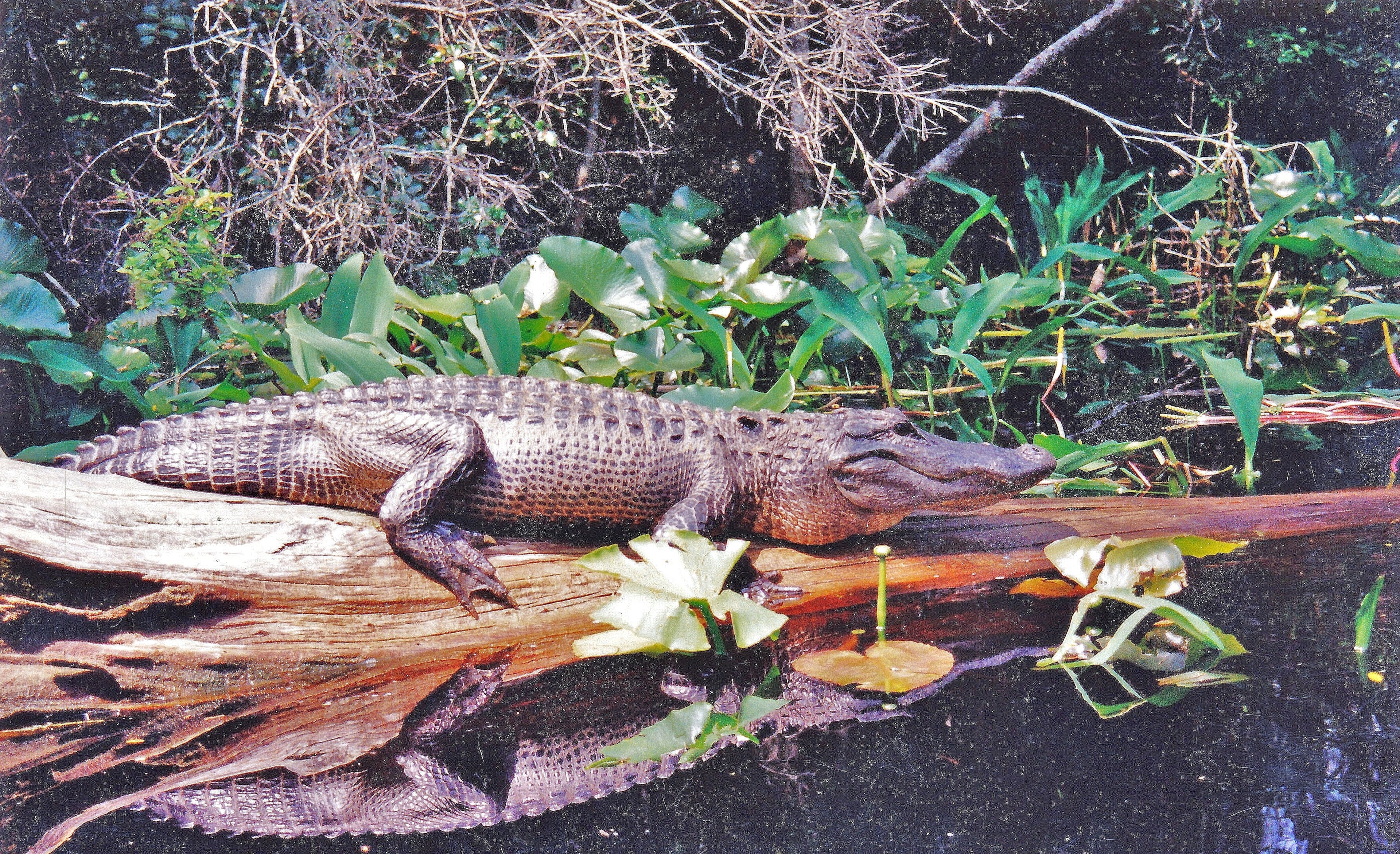 During severe drought, alligators like this one in the Okefenokee Swamp dig deep holes to hold water. “Gator holes” mean survival not only for the alligator, but for many other plants and animals as well.