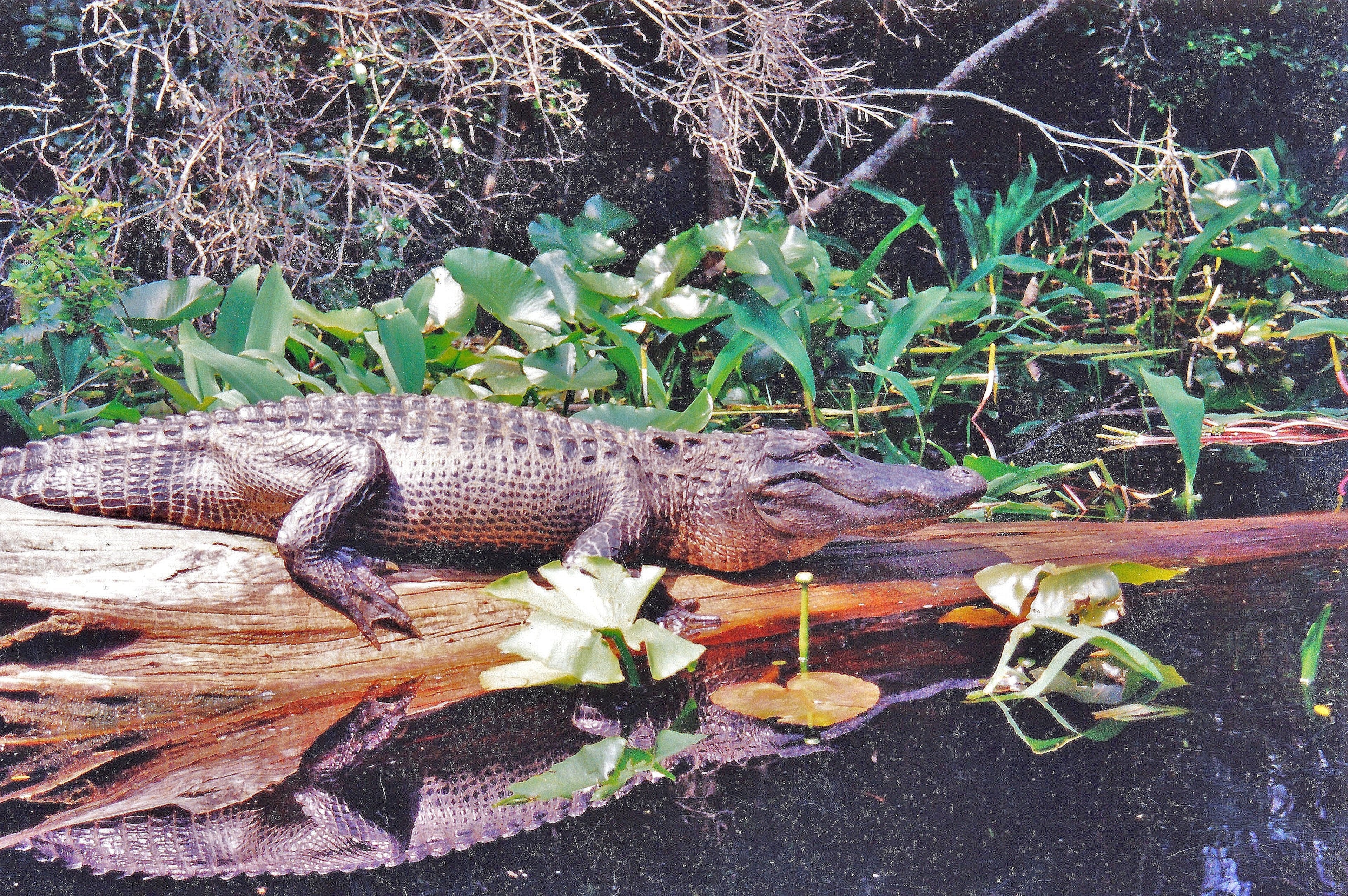 American alligator