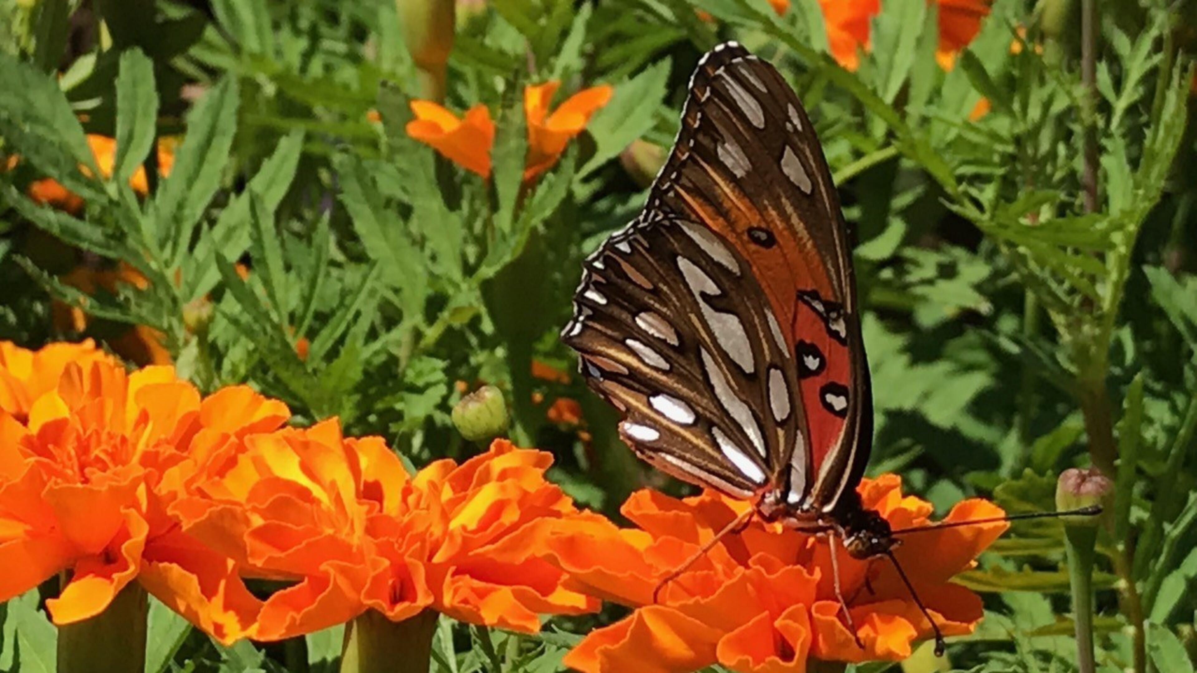 Vicki Black submitted this photo she named "Butterfly looking at flowers with me at a Sandy Springs nursery."