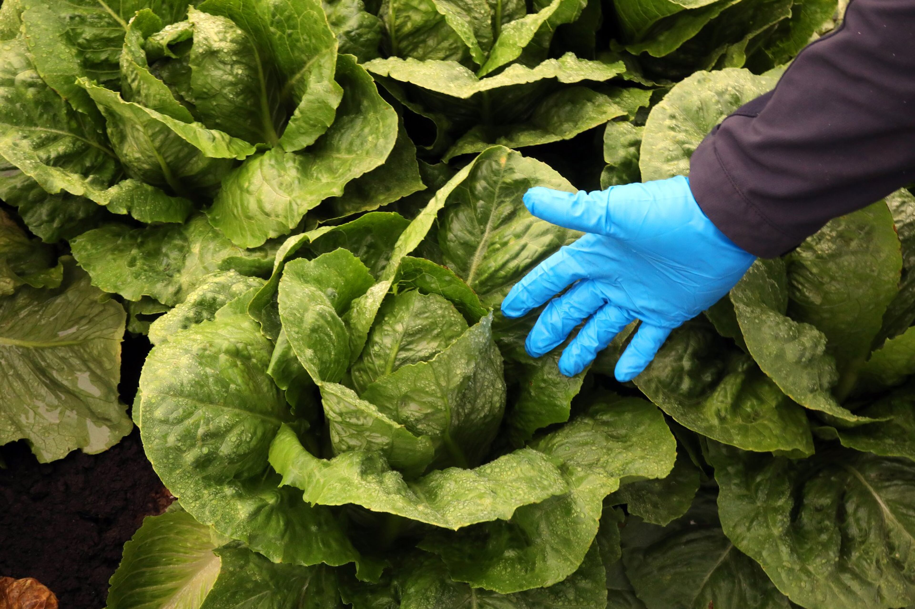 Romaine lettuce before it was harvested on a farm in Salinas, Calif., Oct. 3, 2018. In a sweeping alert issued on Nov. 20, federal health officials warned people not to eat romaine lettuce anywhere in the country, after people fell sick with a virulent form of E. coli, a bacteria blamed for a number of food-borne outbreaks in recent years.