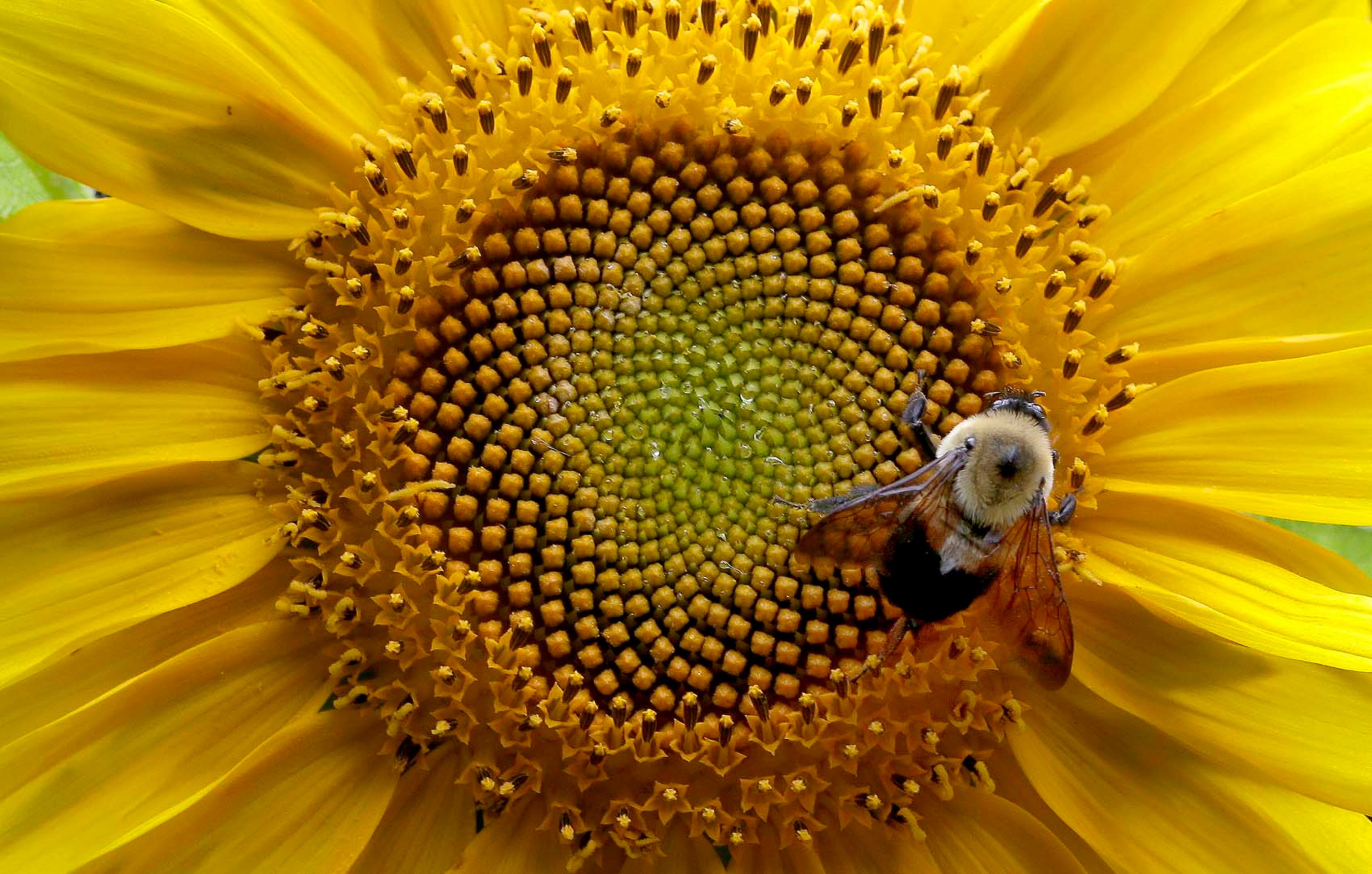 A bumblebee gathers nectar from a sunflower in rural Orange County near Hillsborough, N.C., Tuesday, June 27, 2017. (AP Photo/Gerry Broome)