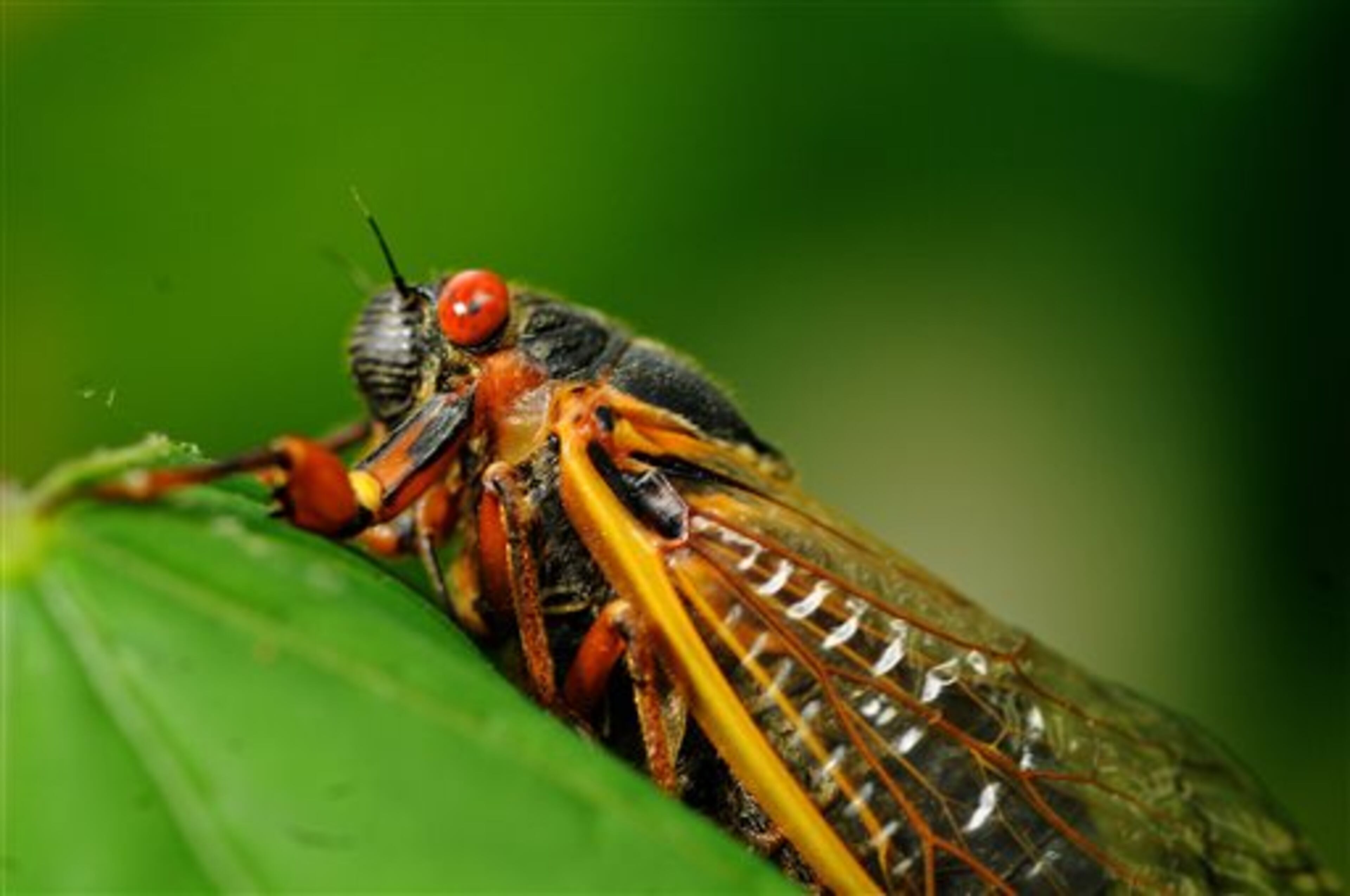 Seventeen-year Brood II cicadas emerge in the Leavells Crossing neighborhood in Spotsylvania, Va., on Thursday, May 16, 2013. The first cicadas have officially arrived in Virginia for the 2013 season. Brood II cicadas, which live in a stretch from north-central North Carolina through central Virginia to Connecticut, last appeared in 1996. (AP Photo/The Free Lance-Star, Dave Ellis)