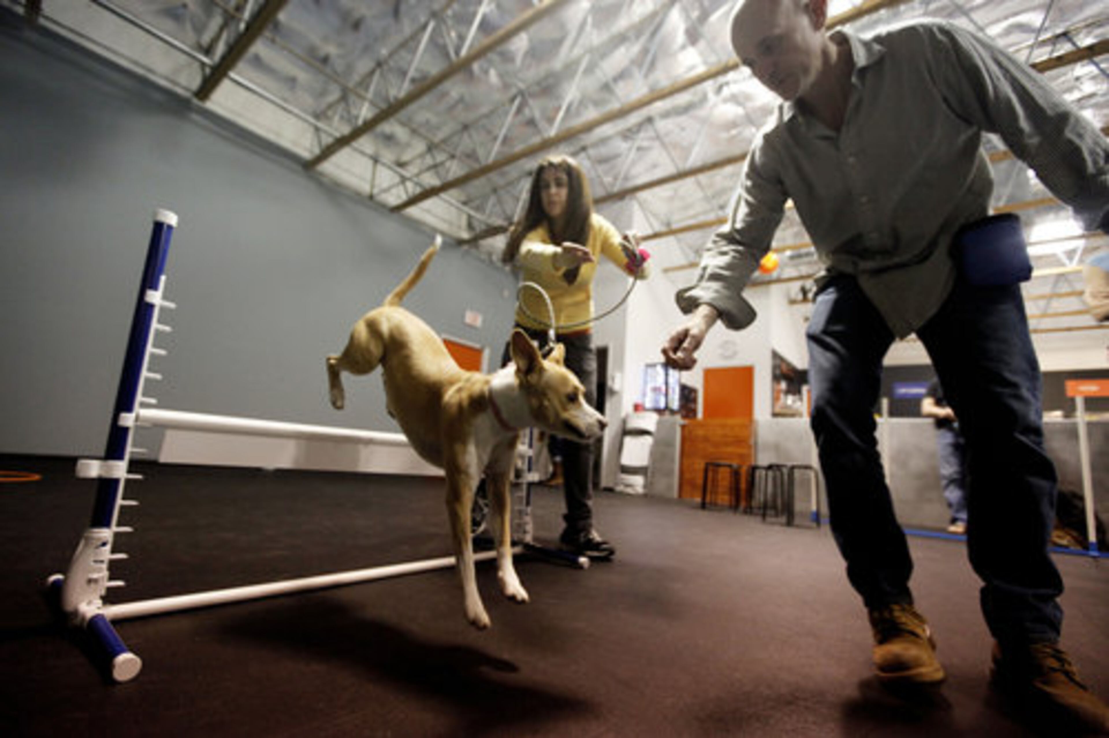 Seen here is Gigi, background, and Karl Blatt, right, as they work with Adora on an agility course at Zoom Room in Los Angeles.