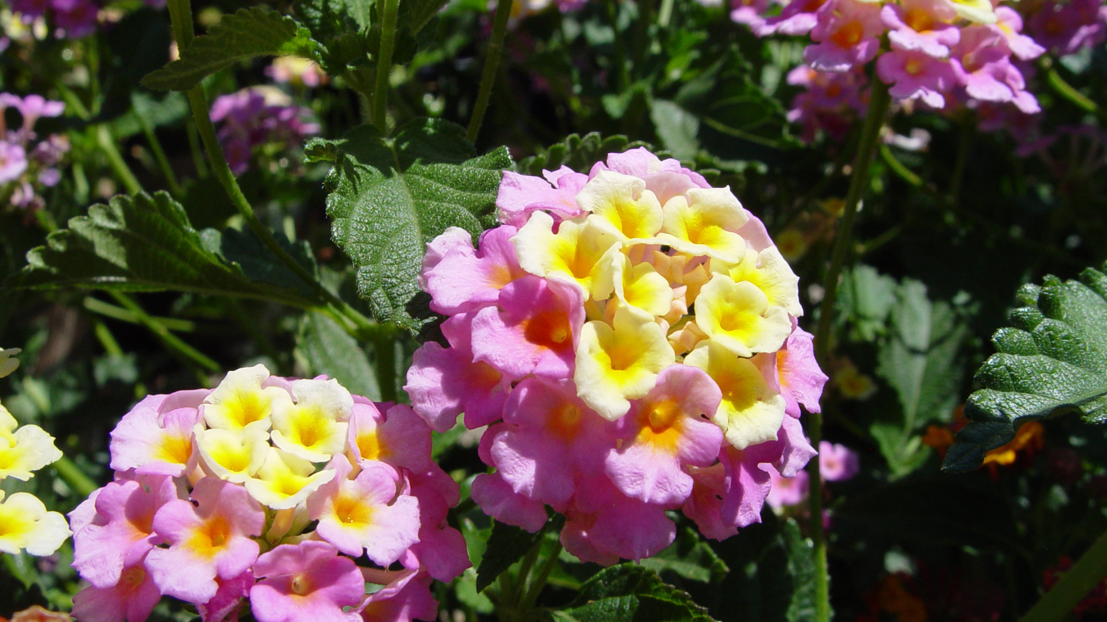 Lantanas with pastel hues are a cottage gardener’s dream all summer long. (Maureen Gilmer)