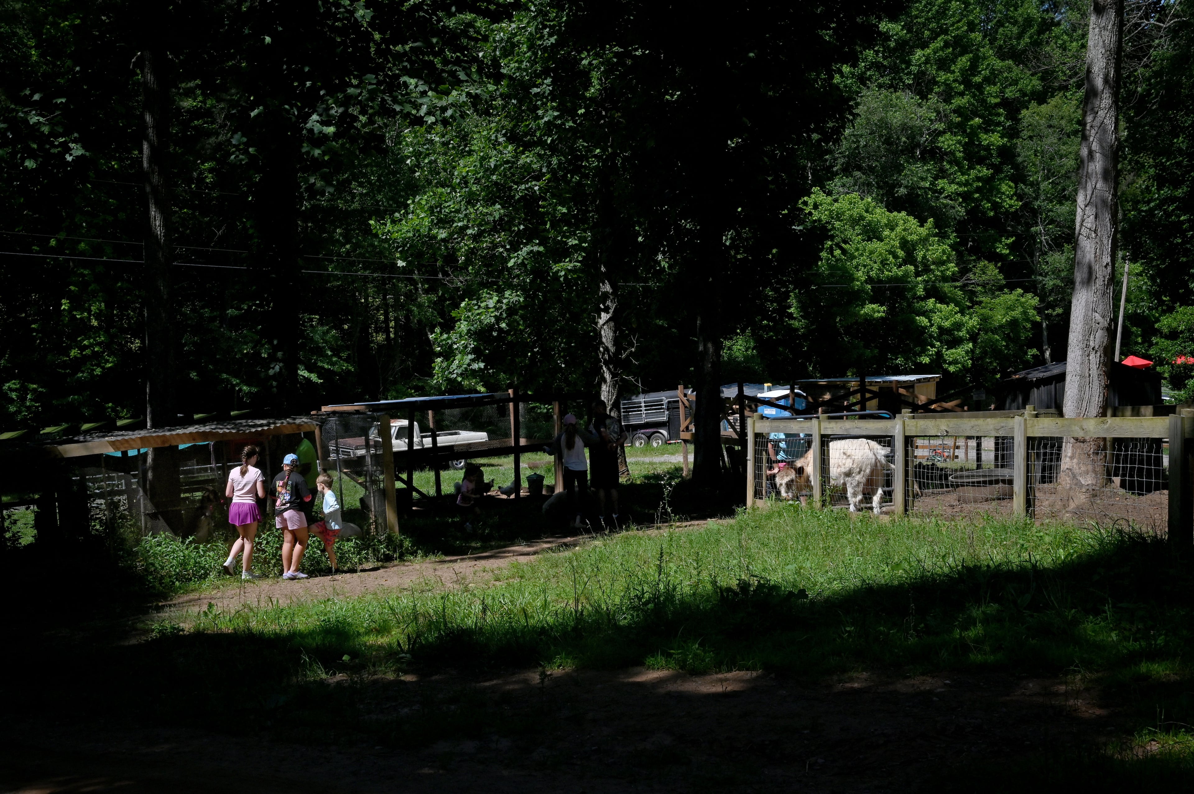 Visitors watch and pet a variety of animals at Hooves and Feathers Petting Farm on Thursday, June 4, 2026, in Morganton. (Hyosub Shin/AJC)