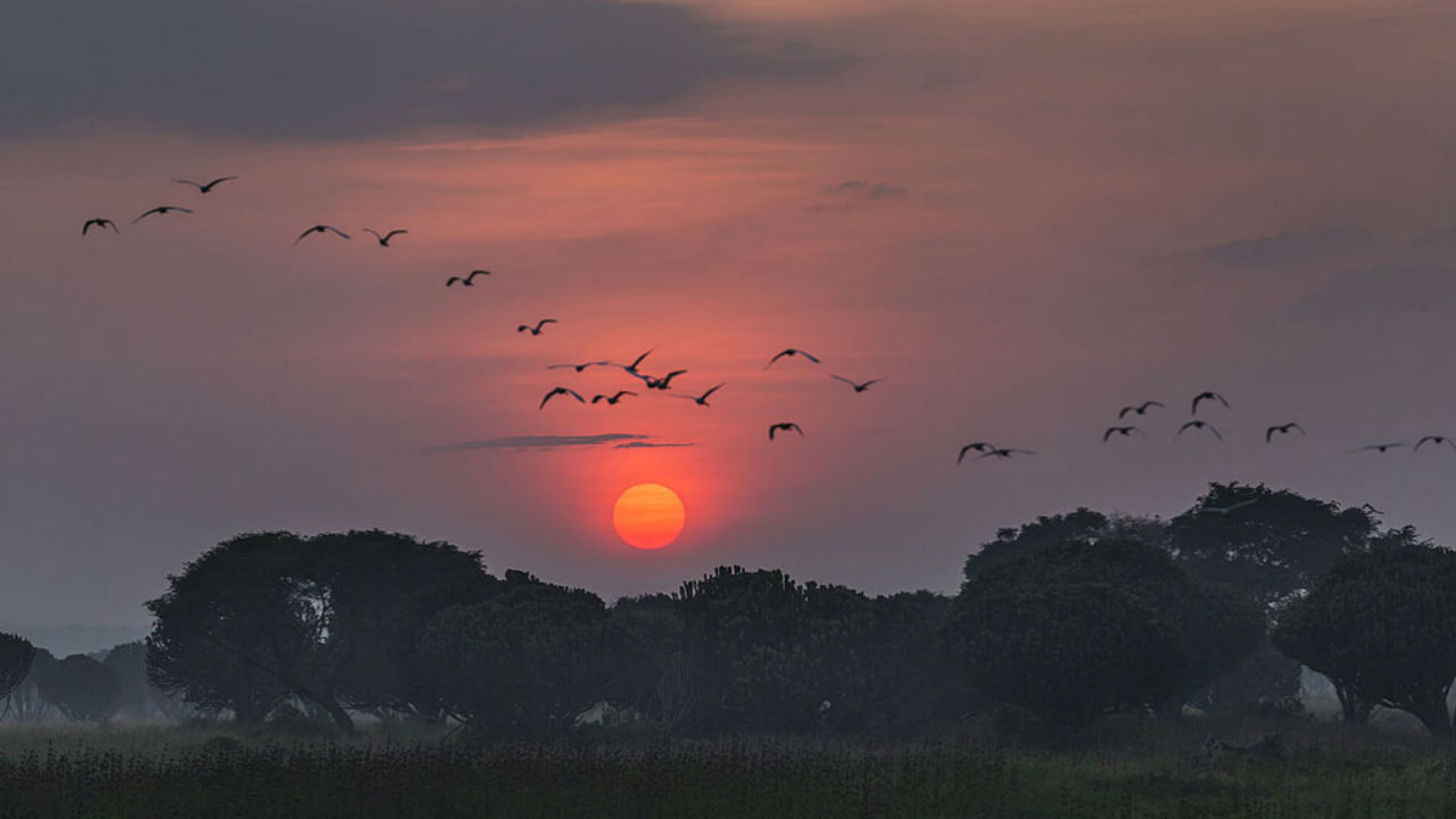 Birds fly over the Kavanyongi village in the Democratic Republic of Congo. File photo. (Photo by Brent Stirton/Getty Images for WWF-Canon)