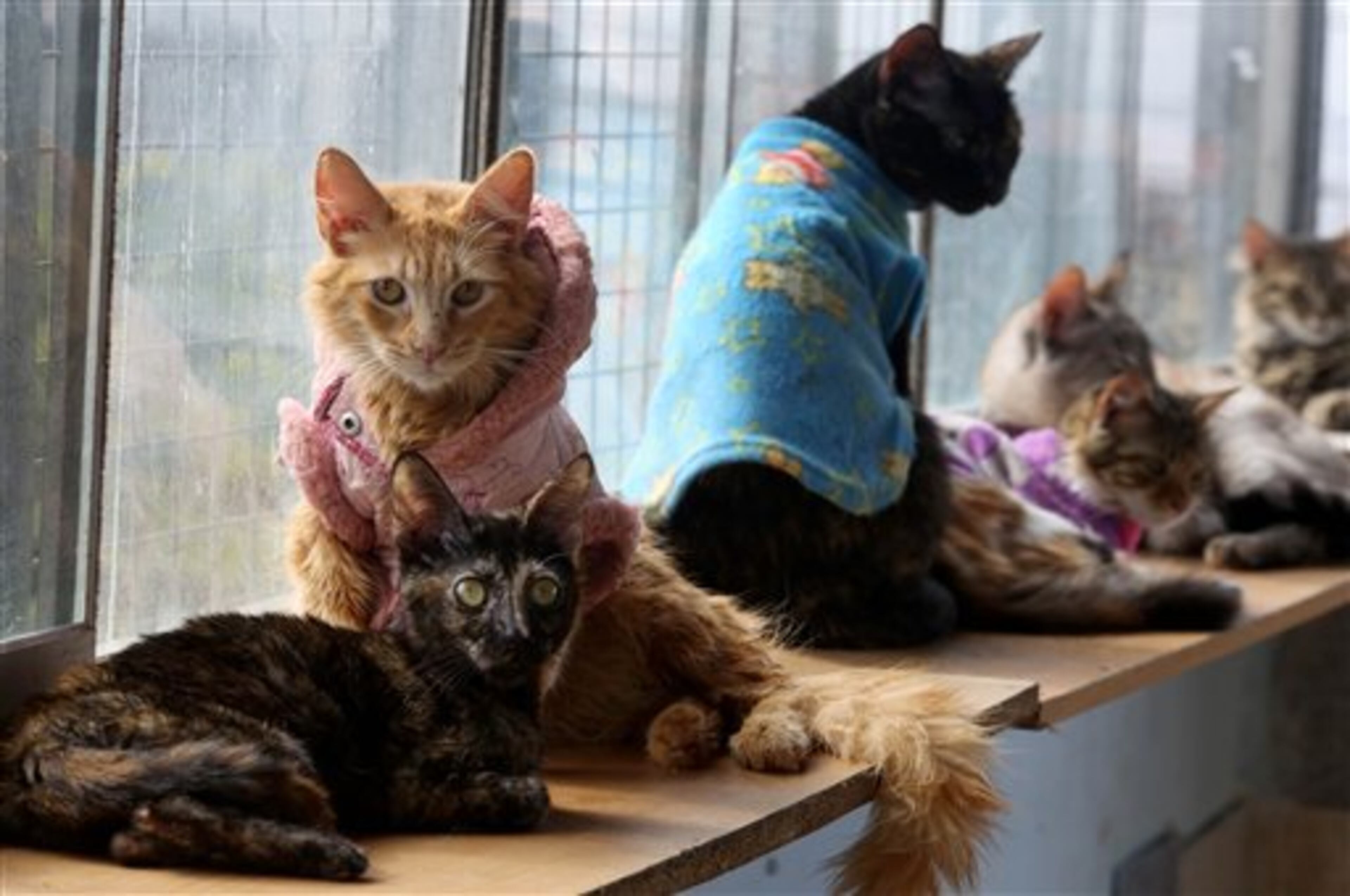 In this Aug. 6, 2014 photo, a group of sick cats rest in Maria Torero's hospice for felines suffering from Leukemia, at her home in Lima, Peru. She estimates she spends about $1,785 a month to care for them, half of that from donations and the other half from her job as a private nurse. (AP Photo/Martin Mejia)