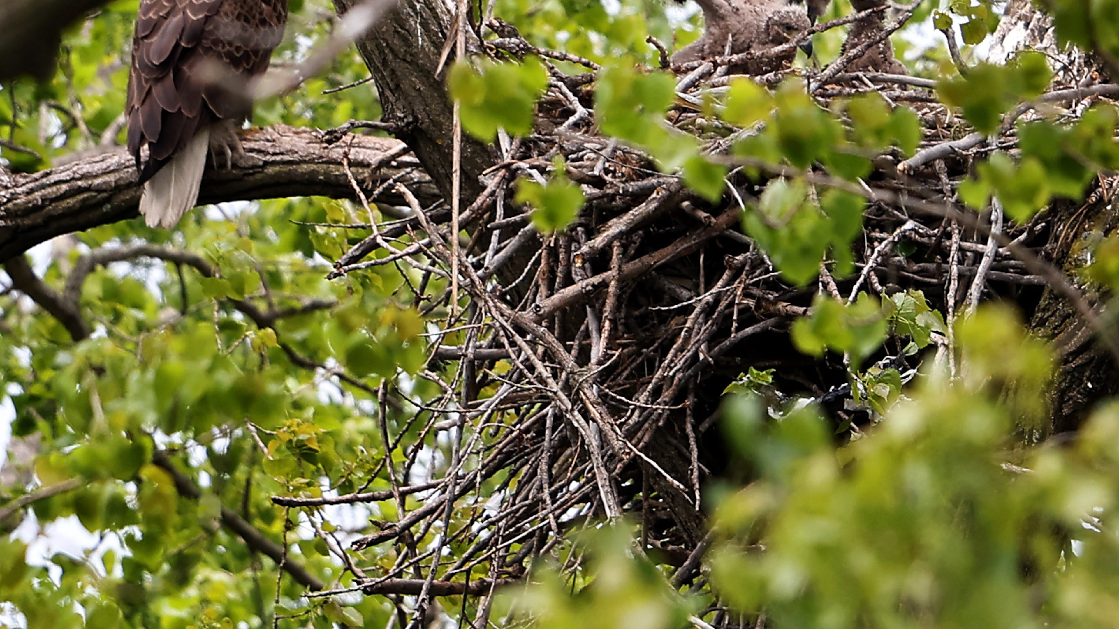Two eaglets sit in their nest in Chicago's South Deering neighborhood on Thursday, May 7, 2026. (Chris Sweda/Chicago Tribune via AP)