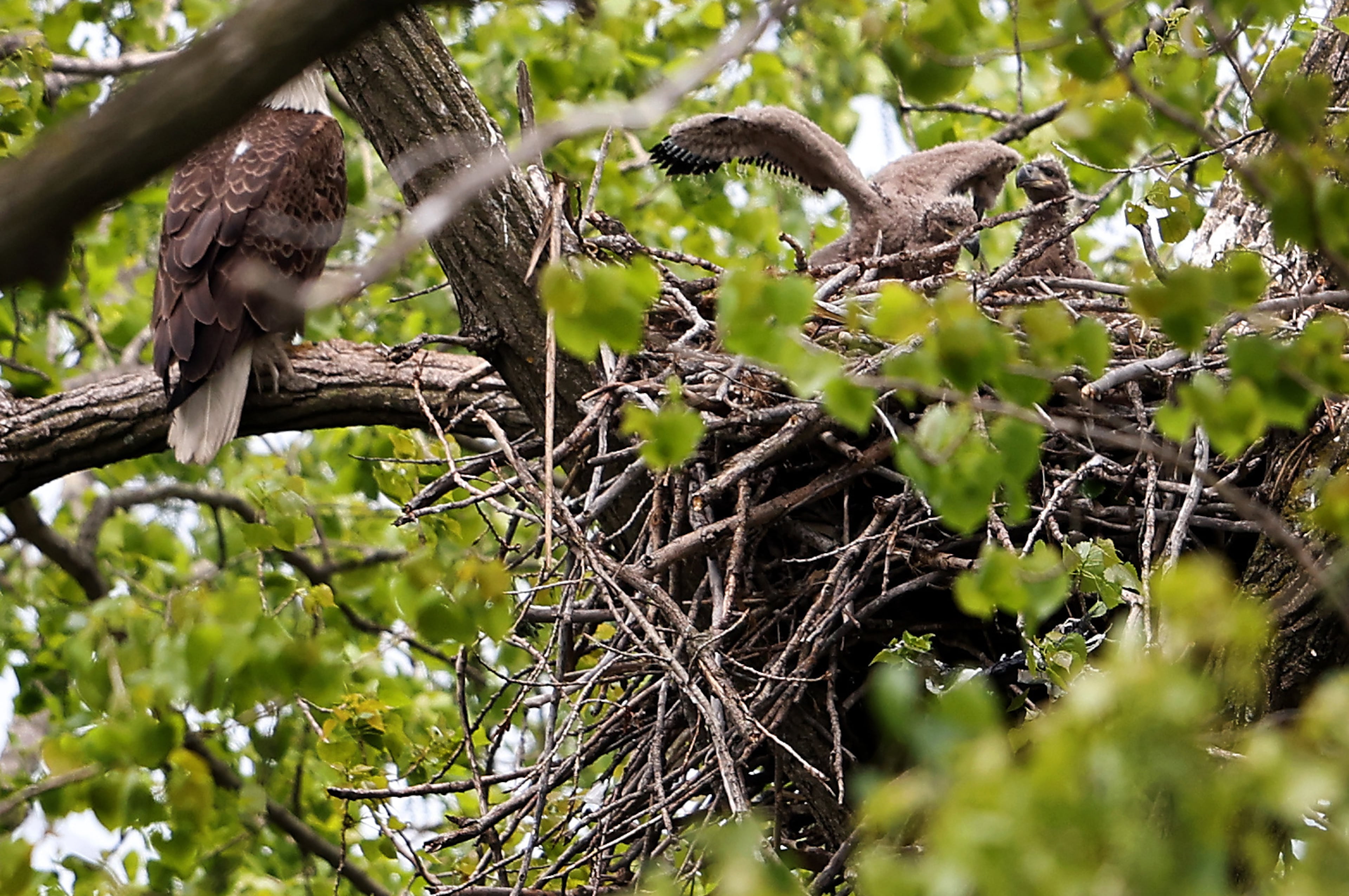 Baby Eagles Chicago