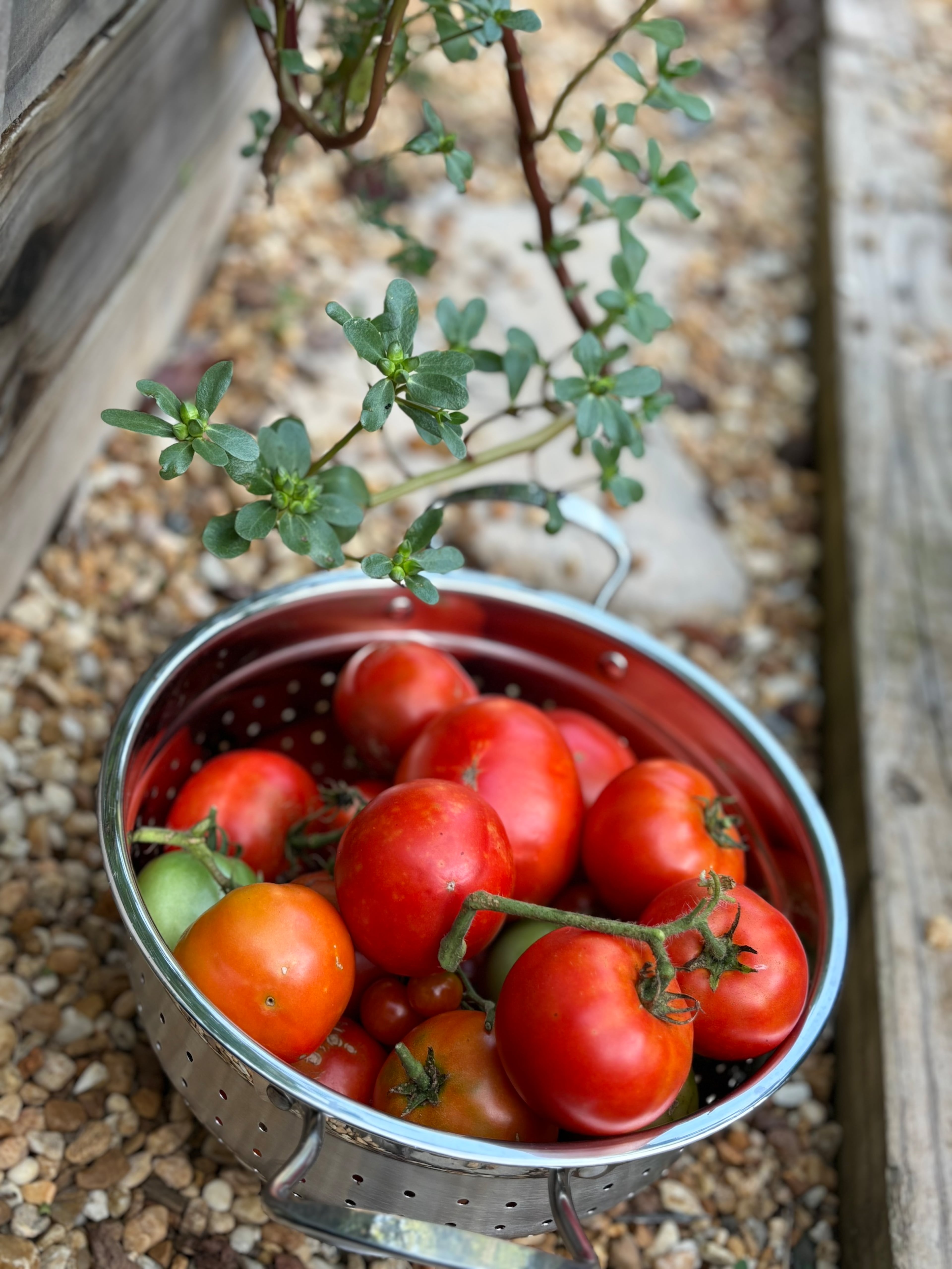 This Georgia Victory Gardens harvest appears to be perfect for tomato sandwiches. (Courtesy of Michael McKeavin)