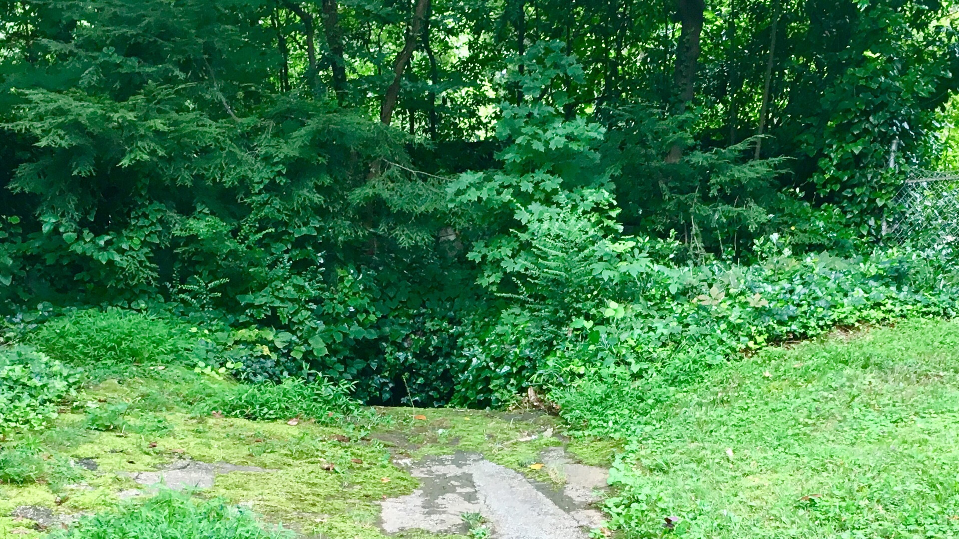 Site of a proposed 25-yard path that would link this driveway at the end of Exeter Road in Avondale Estates, with the Forrest Boulevard/Craigie Avenue curve in unincorporated DeKalb, on the other side of these trees. One problem with this site is that the driveway slopes into an ancient drainage ditch (center of photo, hidden by foliage) that constantly floods and appears potentially dangerous for children. Bill Banks for the AJC