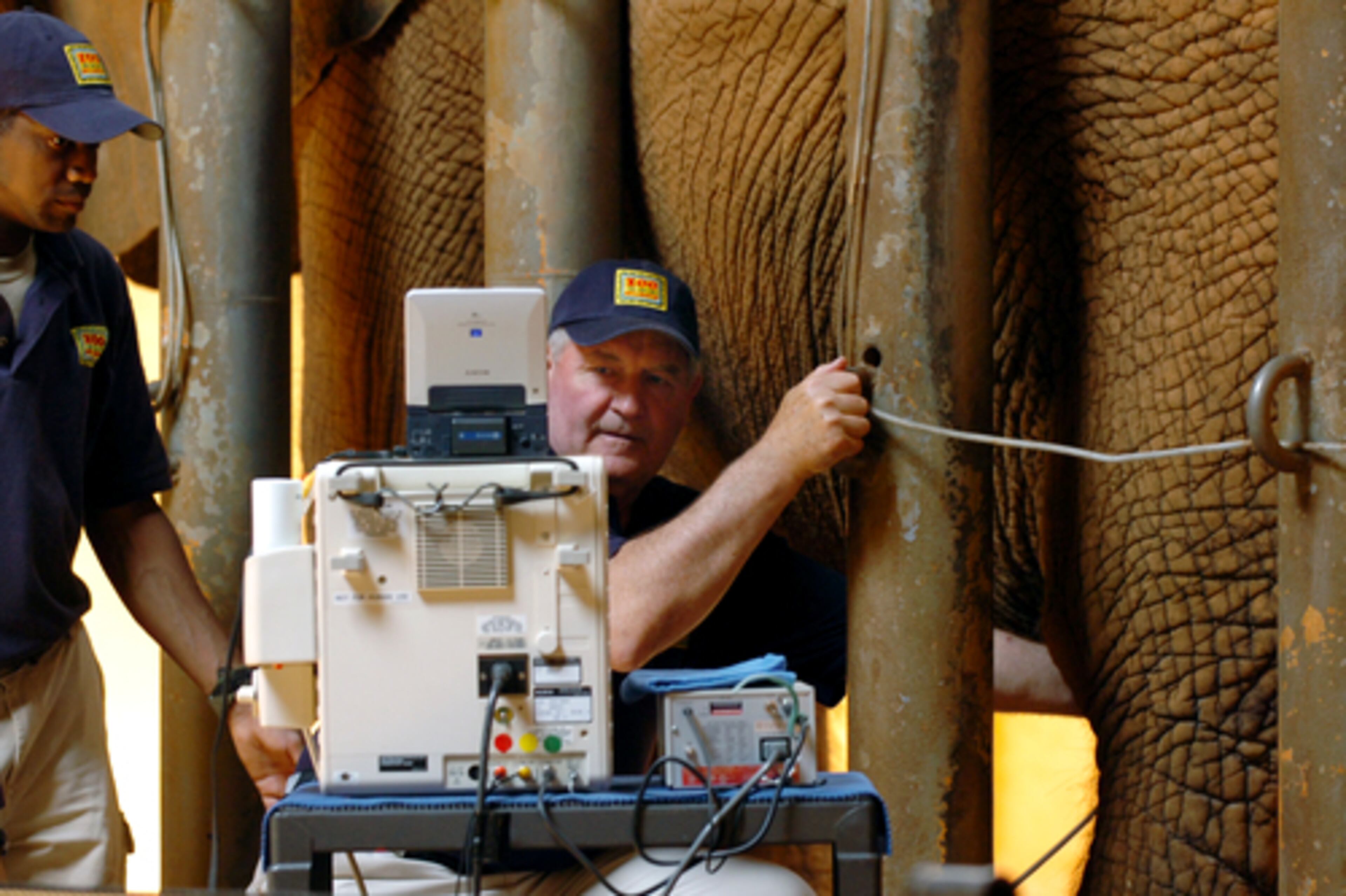 Perdue's not just any old governor who gets to get close to some exotic animals. He's also a veterinarian. Zookeeper Reddrick Warrens watches the governor in action.