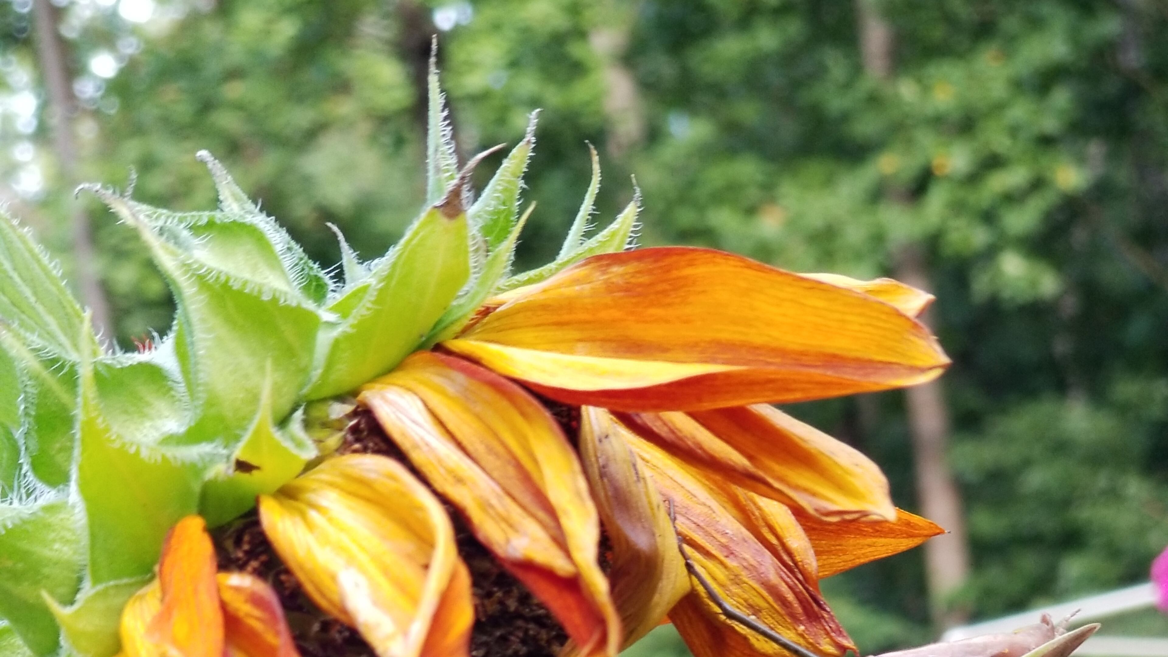 Sunflowers and zinnias highlight the North Fulton Community Annex Garden this time of year.
